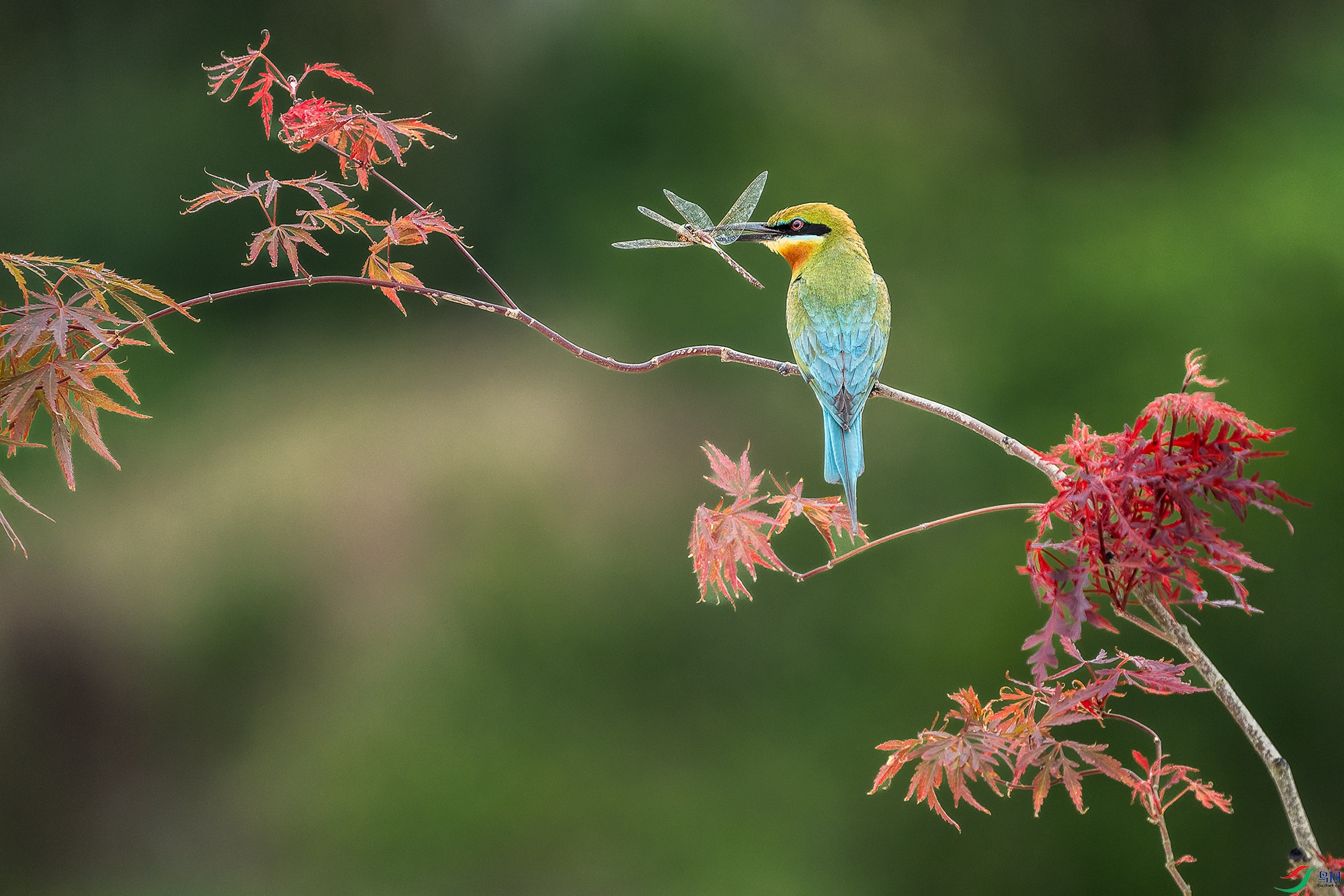 DSC09198 ����.jpg