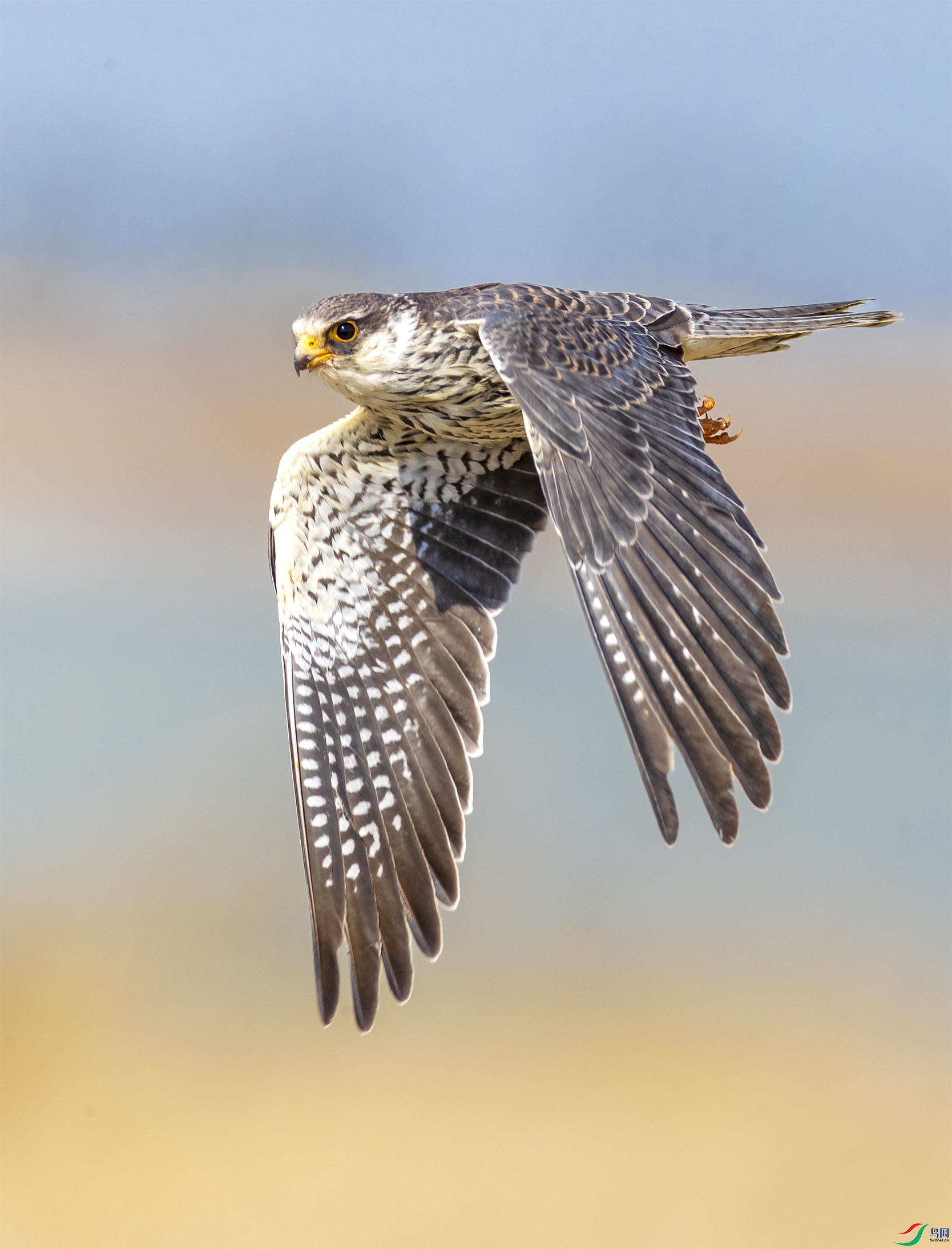 JHGS3888 ����2.jpg