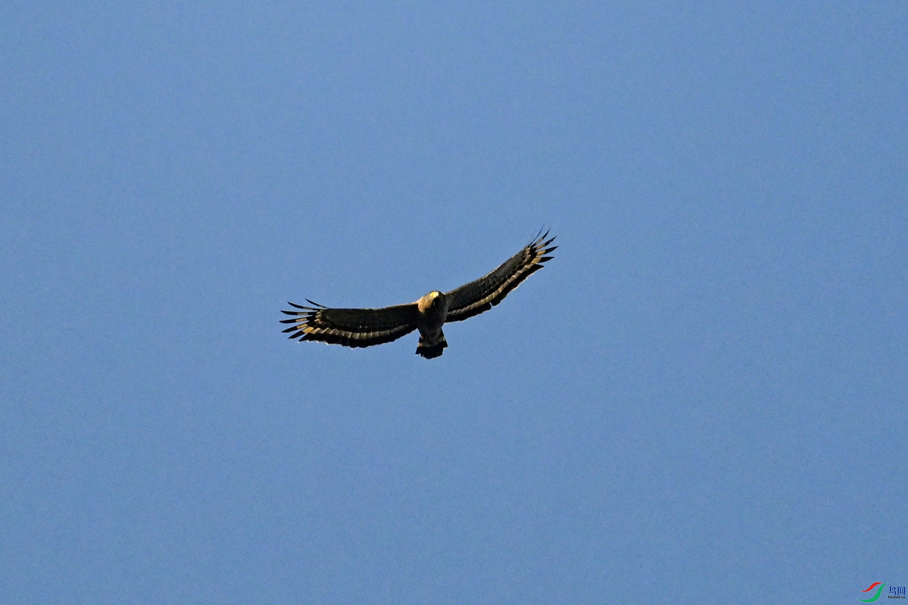 DSC_6242.JPG