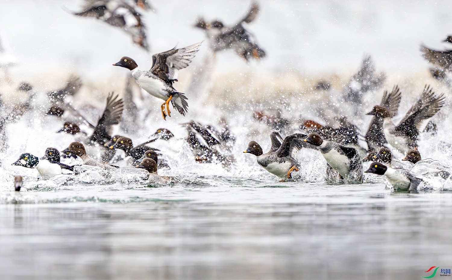 DSC_0228- 2 ����.jpg