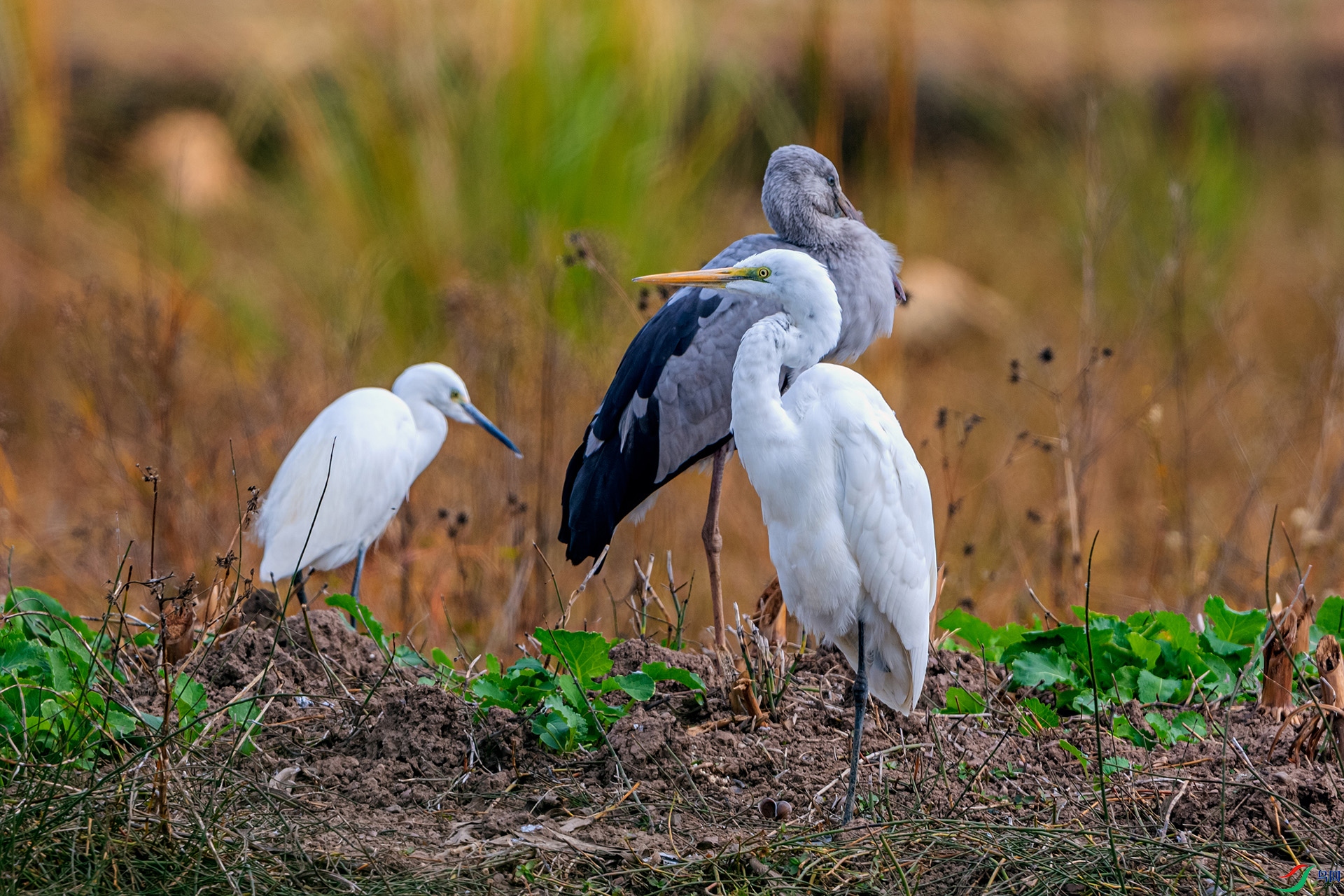 _AUU2124 ʪ��������(25.12.3).jpg