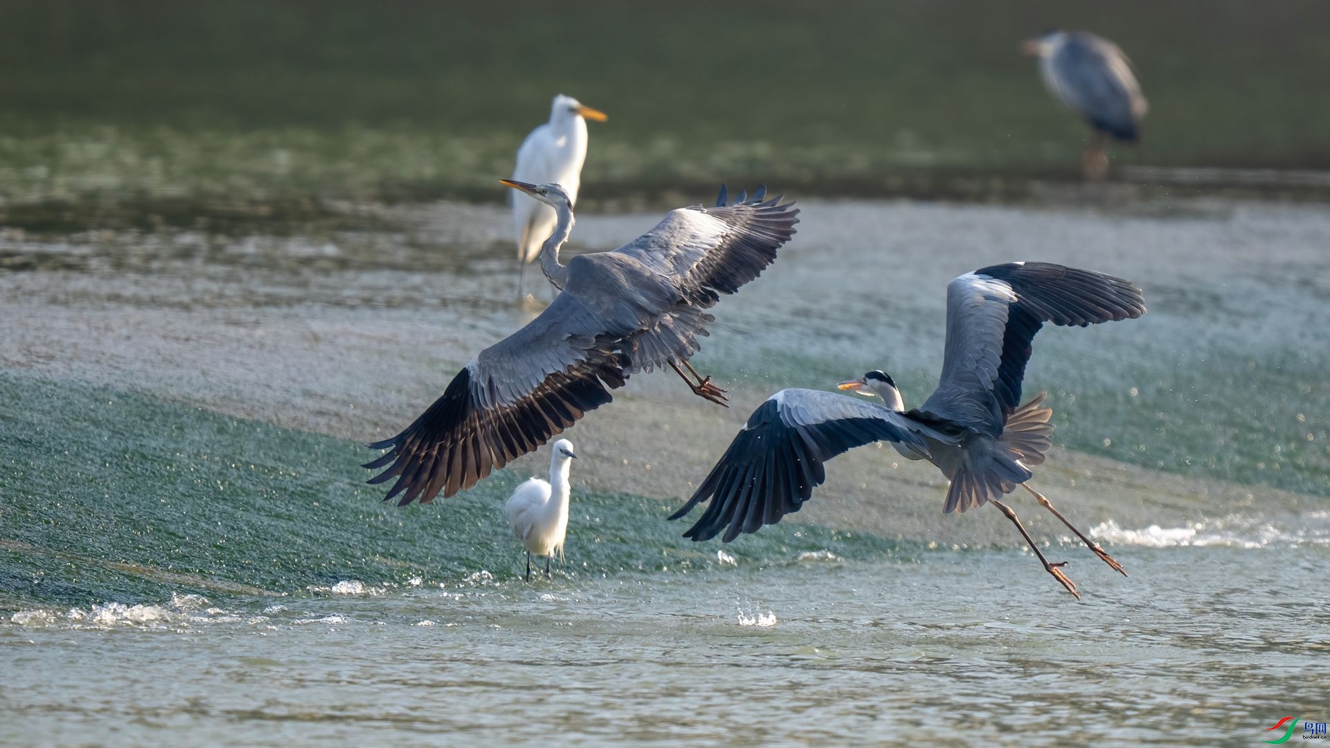 DSC06277 ����.jpg