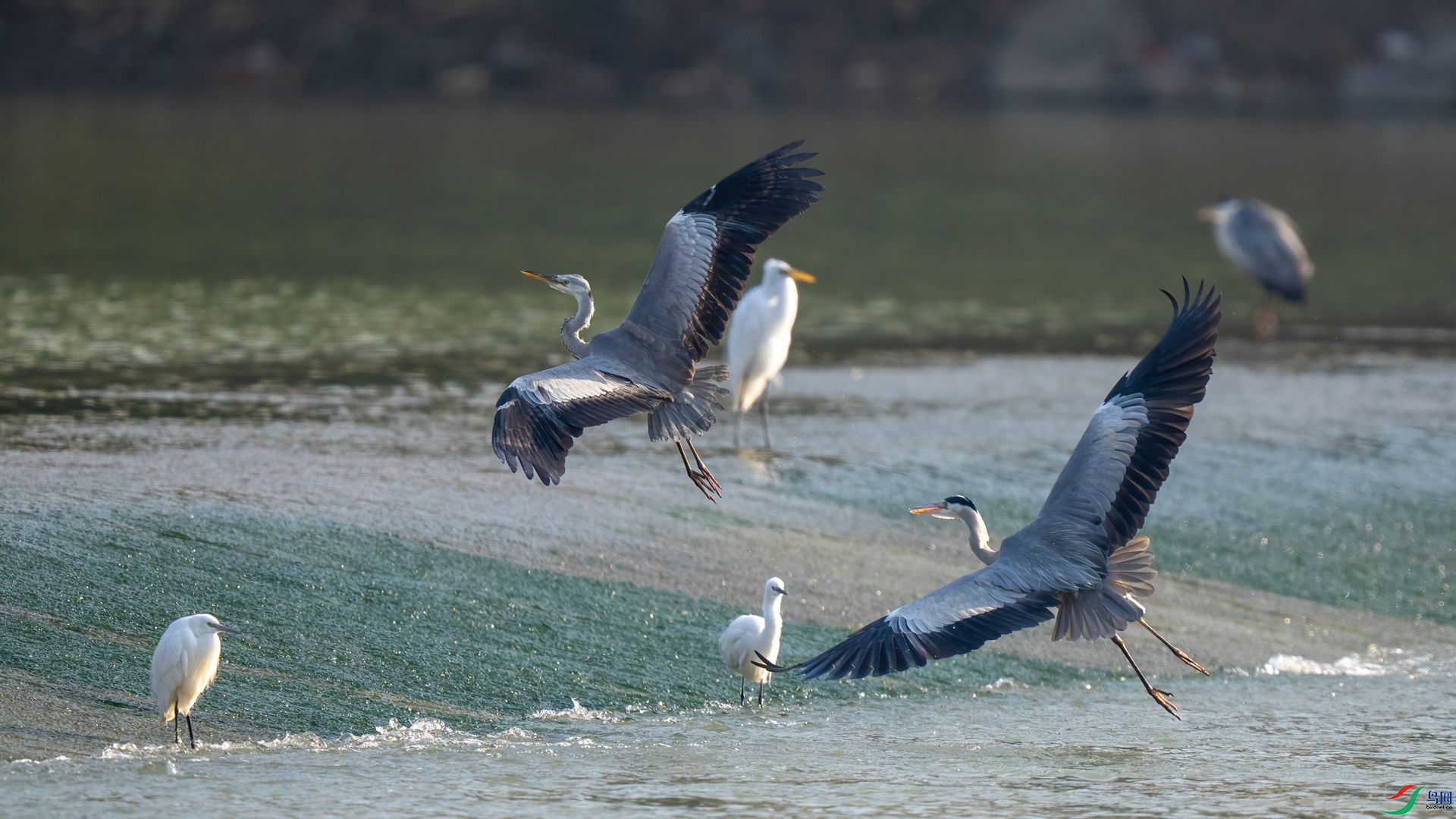 DSC06279 ����.jpg