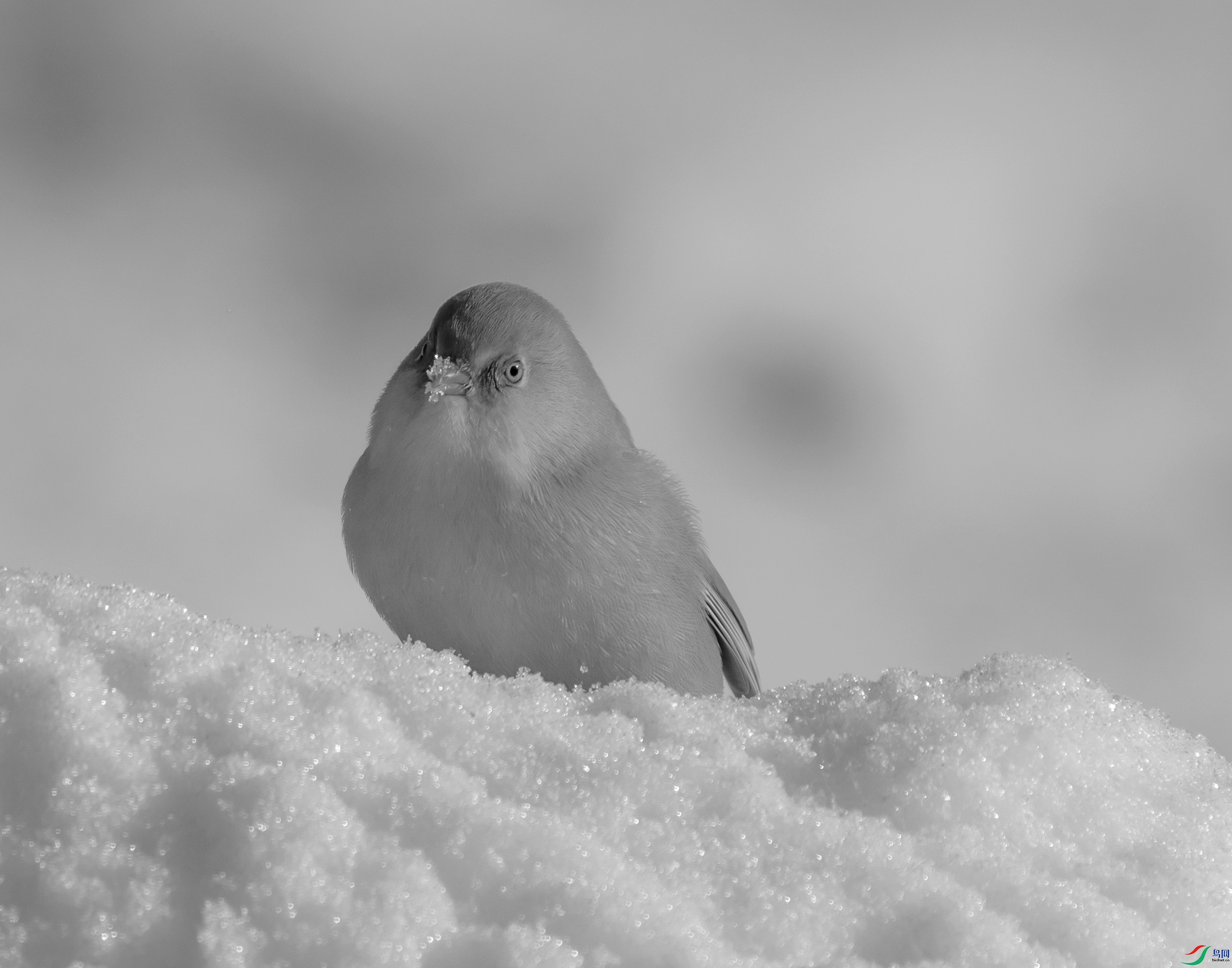 DSC08813 ����.jpg