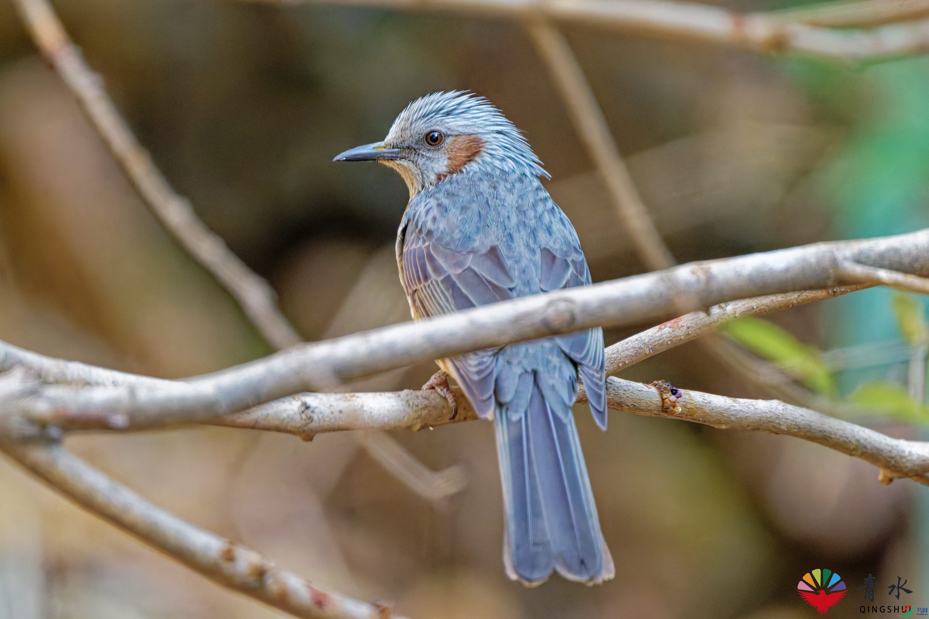 DSC_4017.jpg
