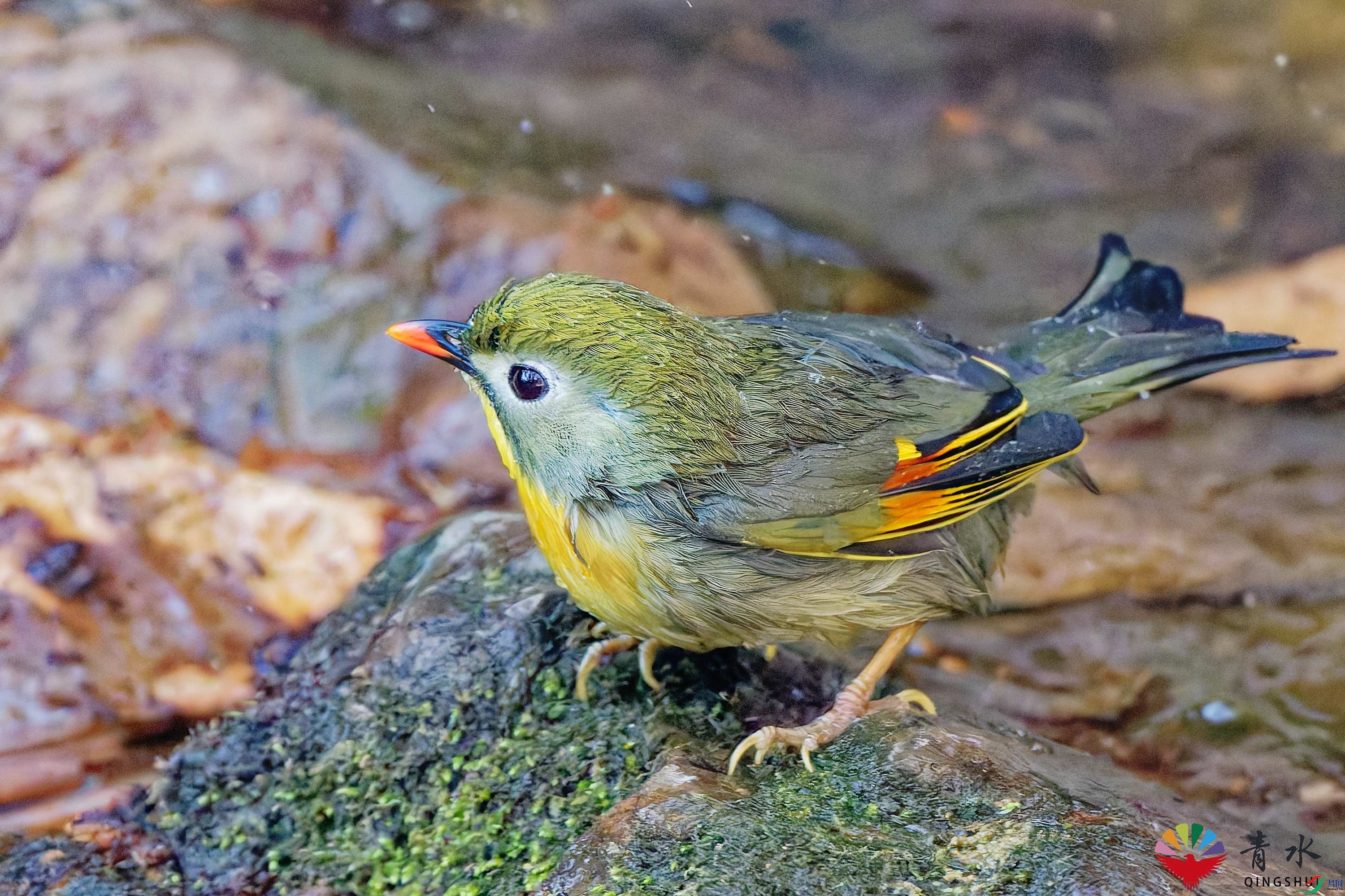 DSC_5003.jpg
