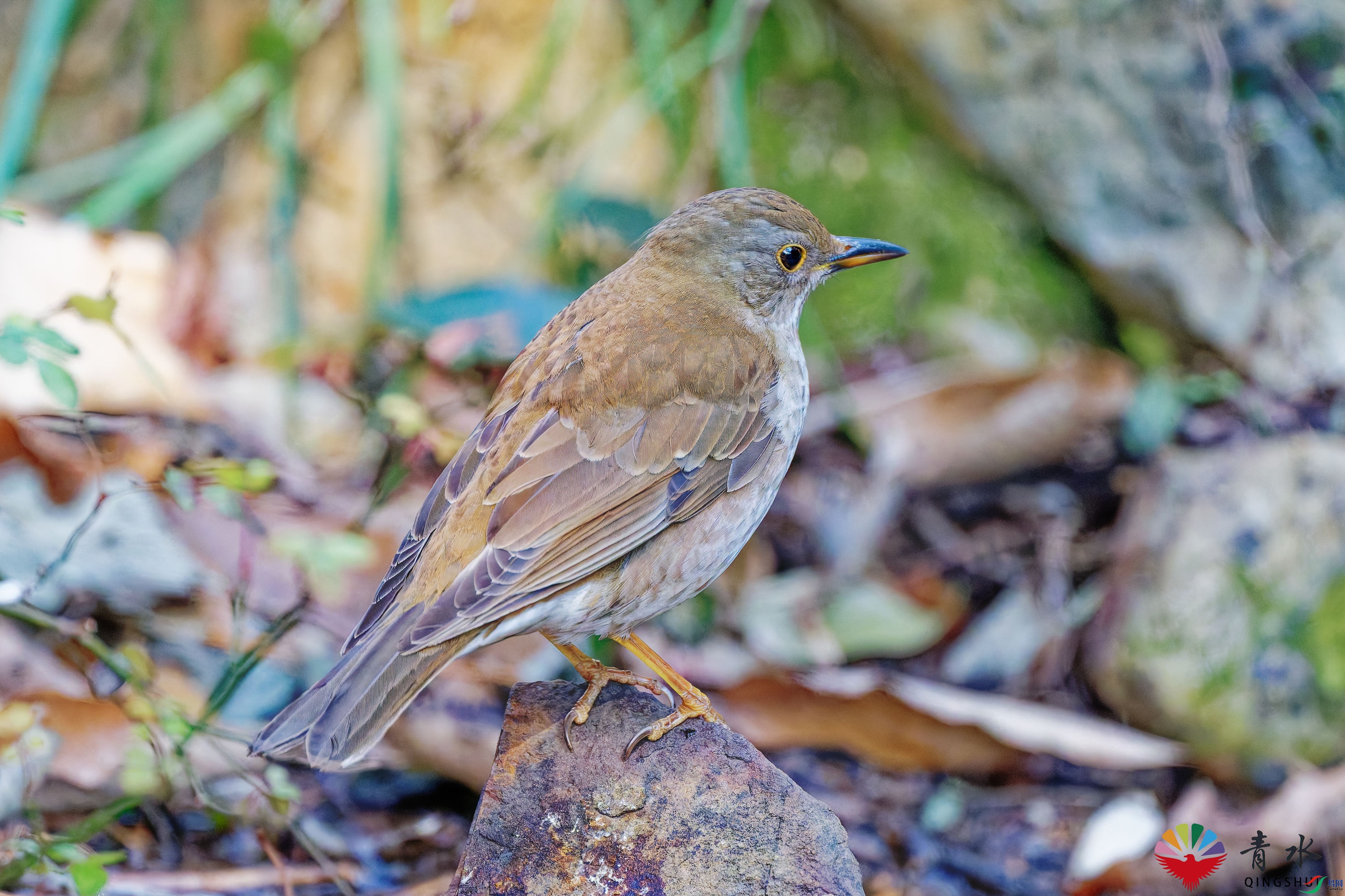 DSC_4969.jpg