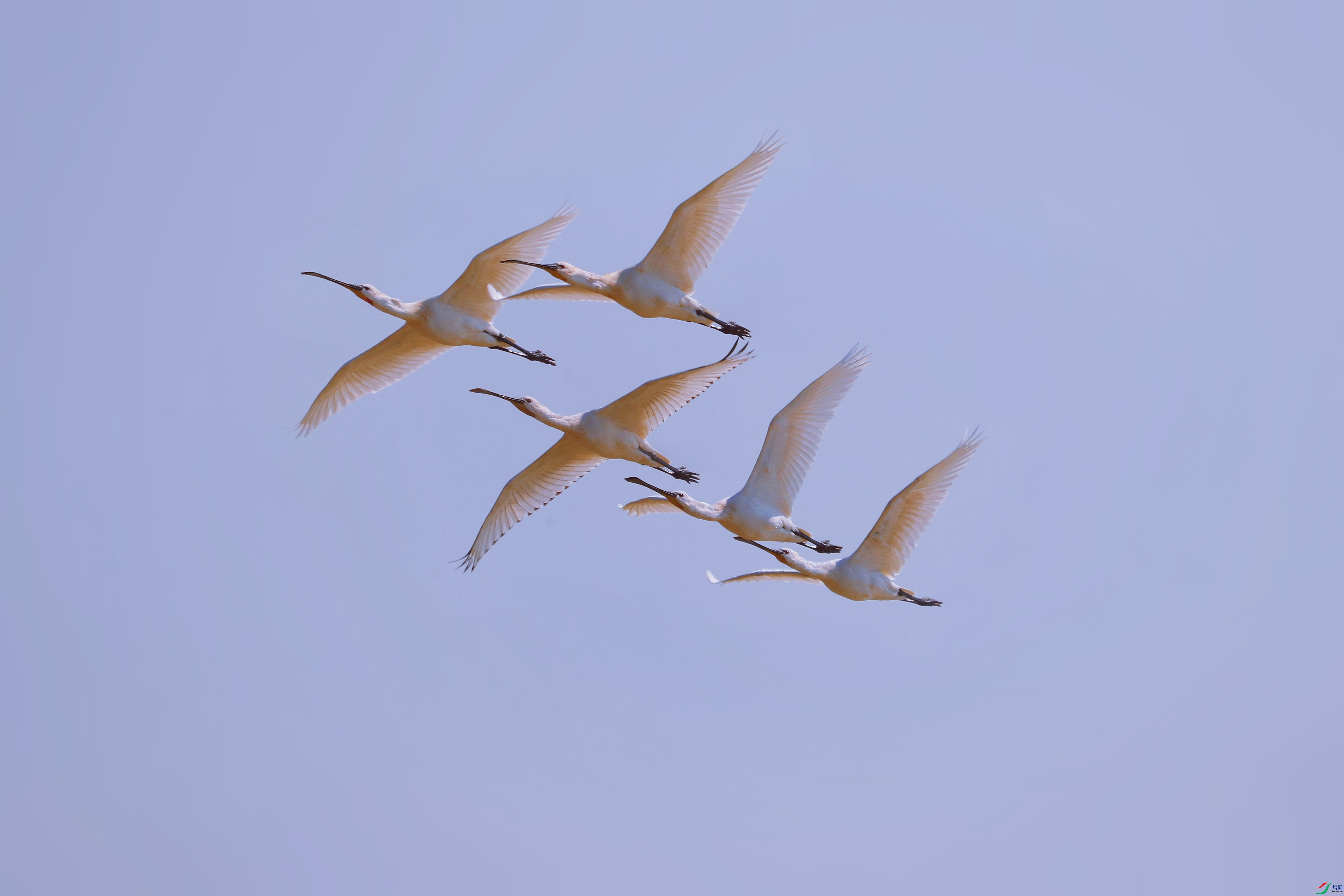 AS8I2987_����_����.jpg