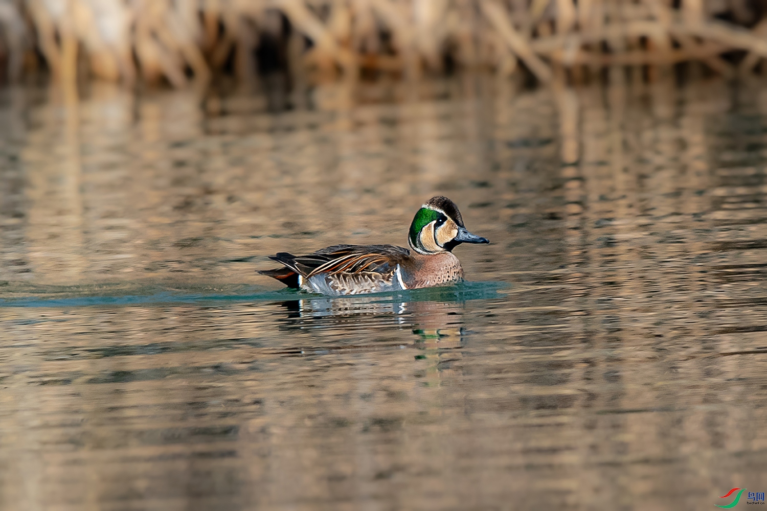 DSC_9909 - ����.jpg