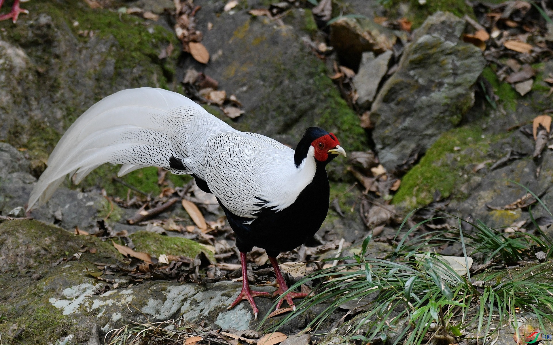 DSC_2006.jpg