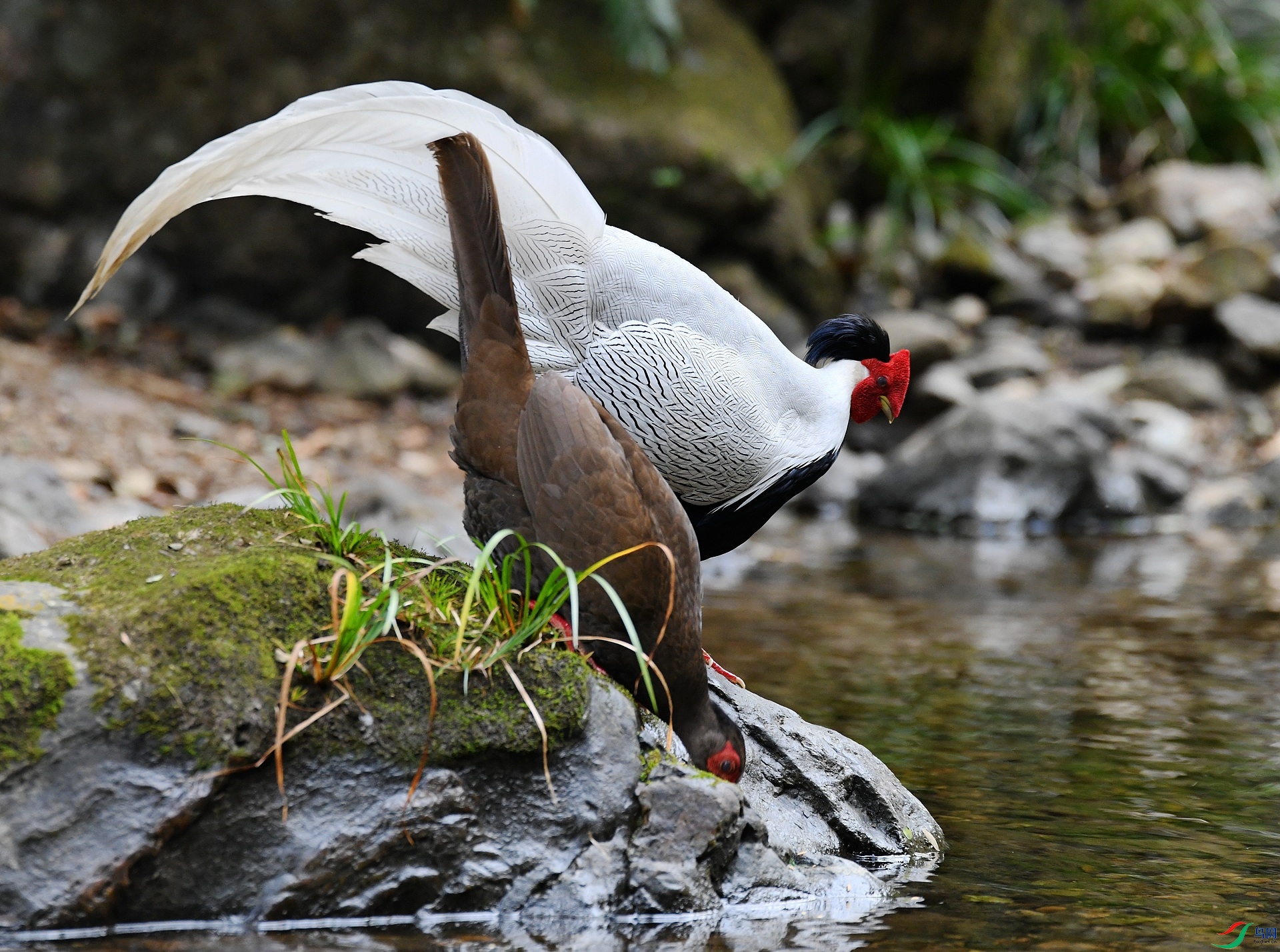DSC_2274.jpg