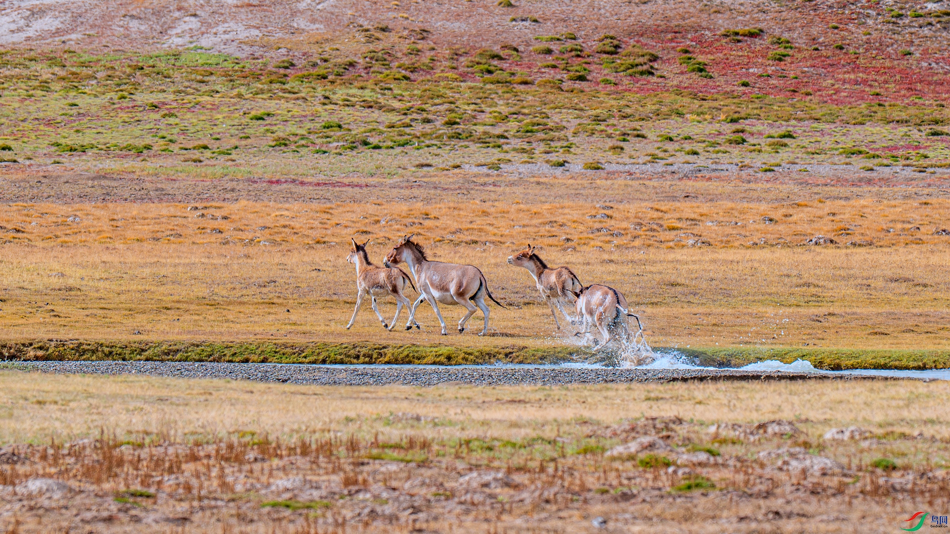 DSC_4972 ����_����.jpg