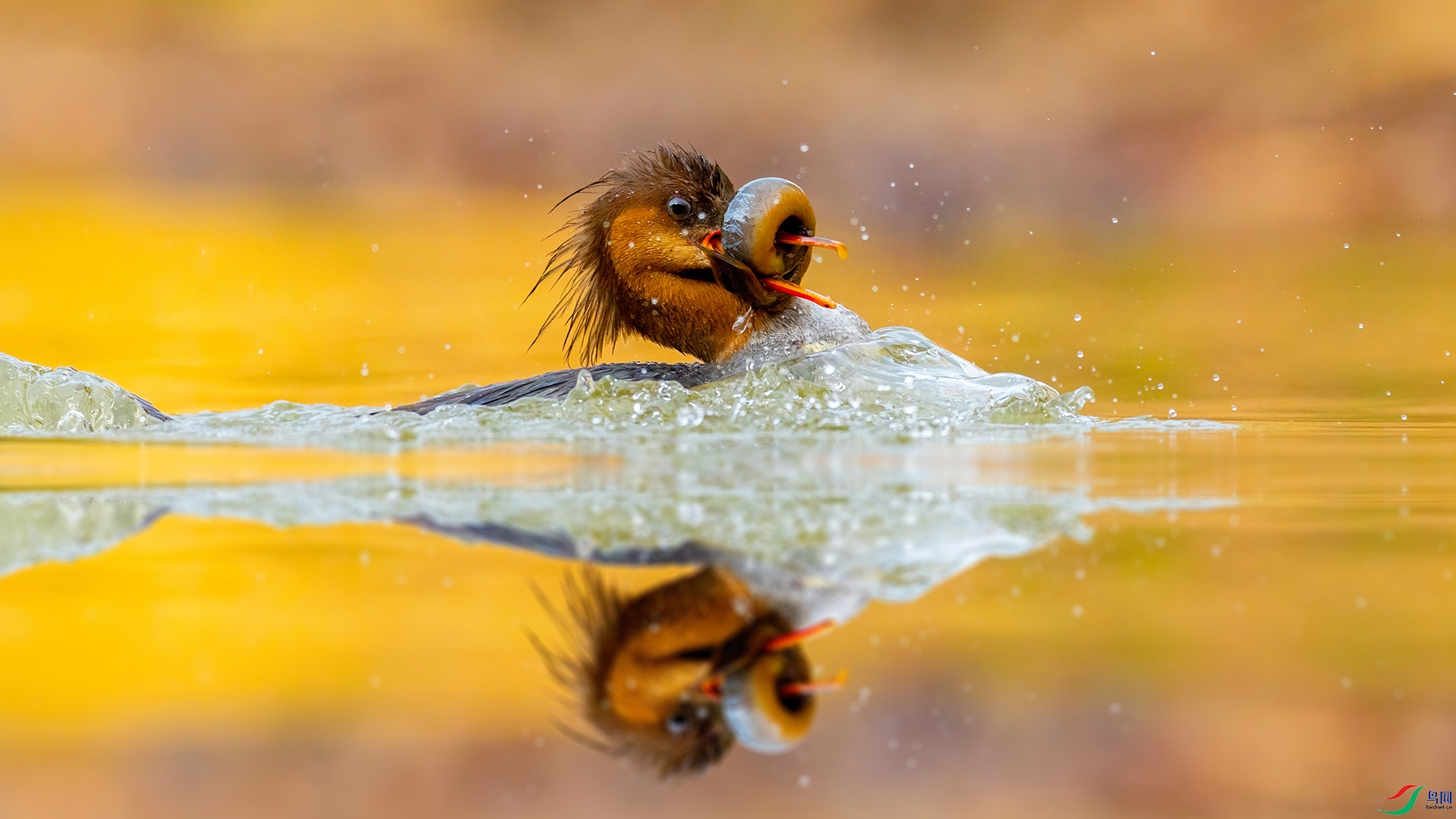 ��ɽ��ɳѼ677����ͼ.jpg