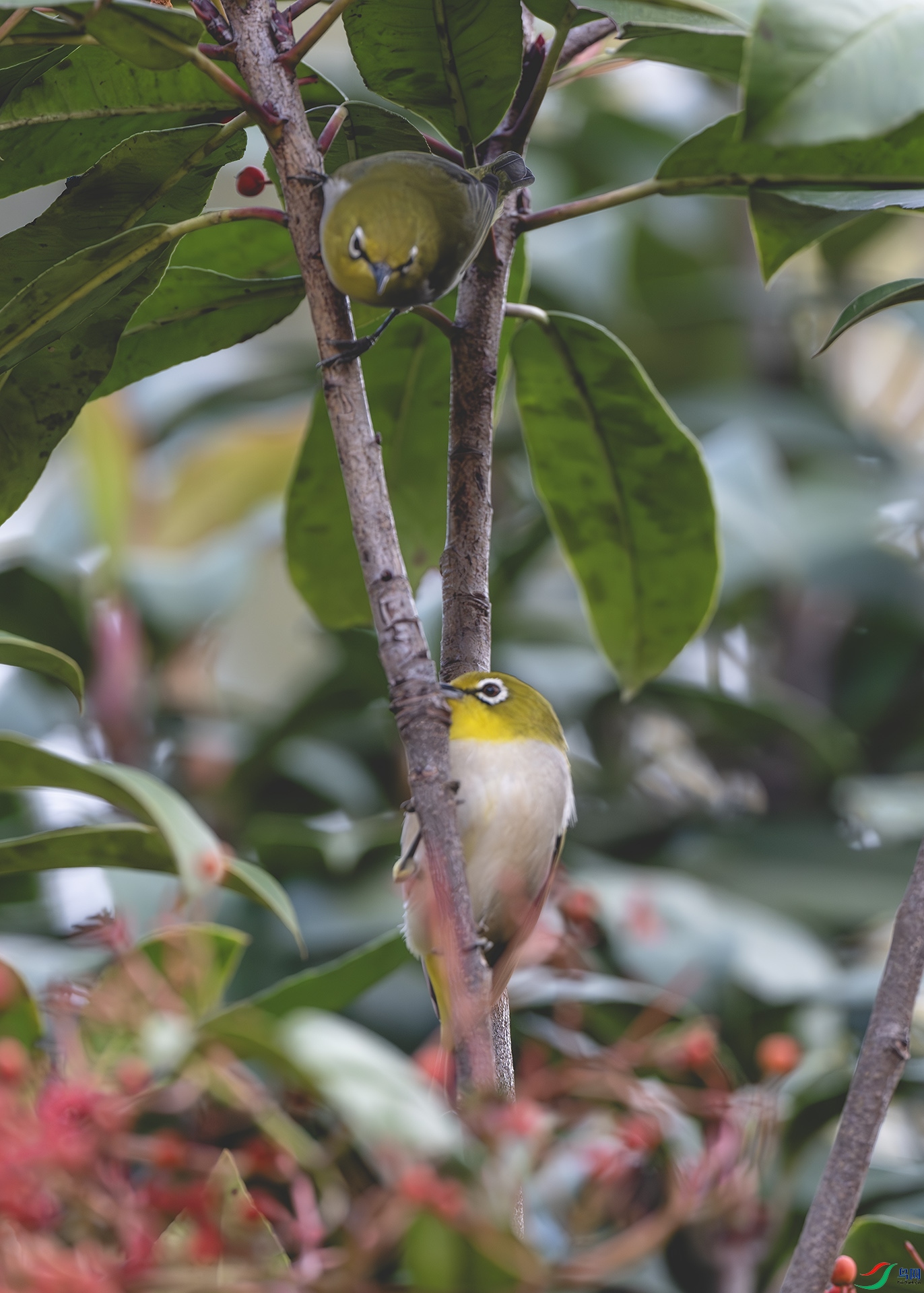 DSC_8537-����ǿ-NR ����.jpg