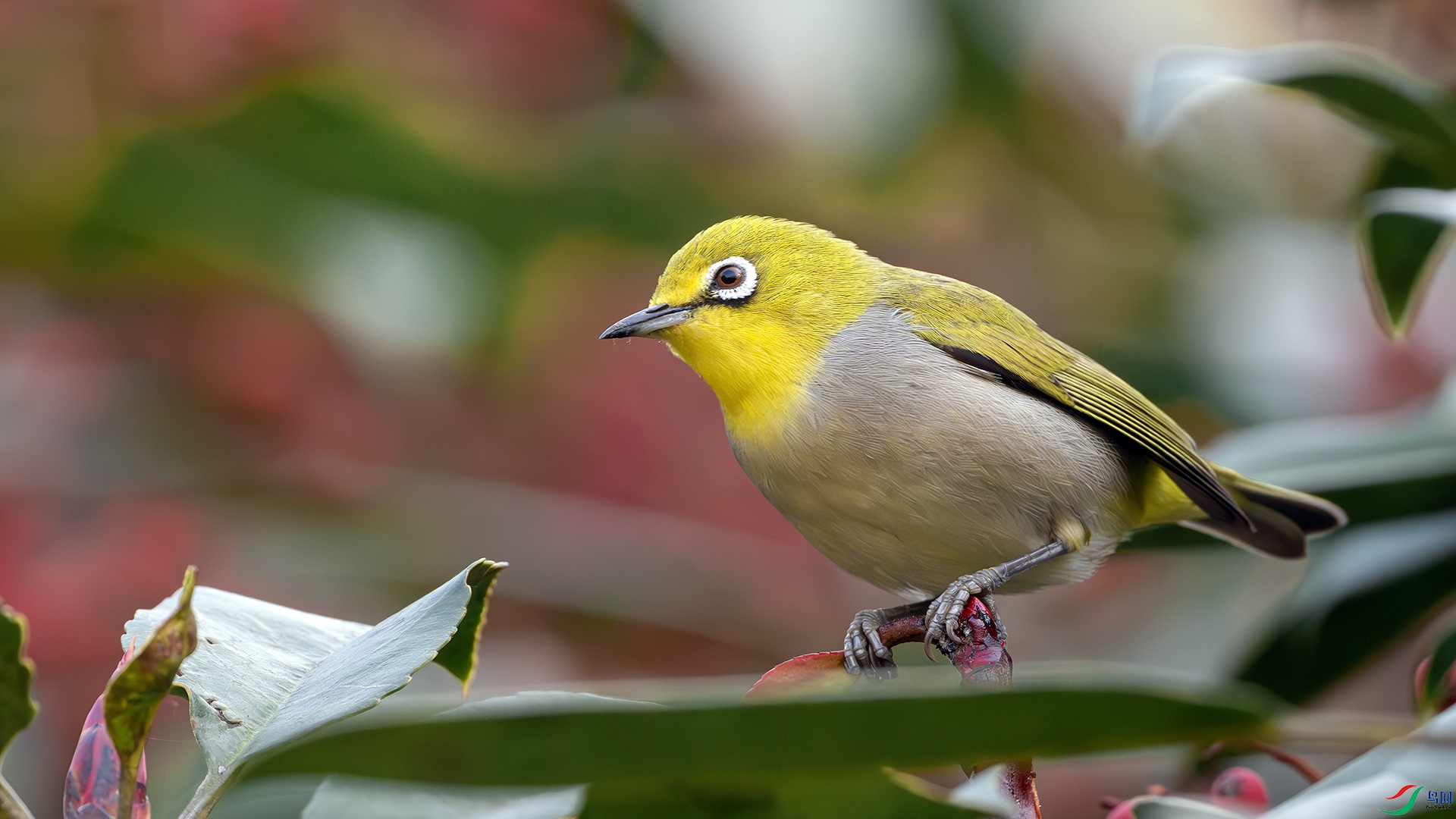 DSC_8613-����ǿ-NR ����.jpg