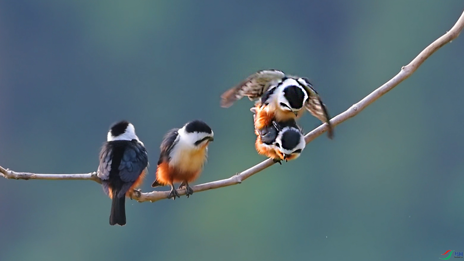 {AD137840-A148-4148-9AB2-A0CF10BC3DE1} ����_1.jpg