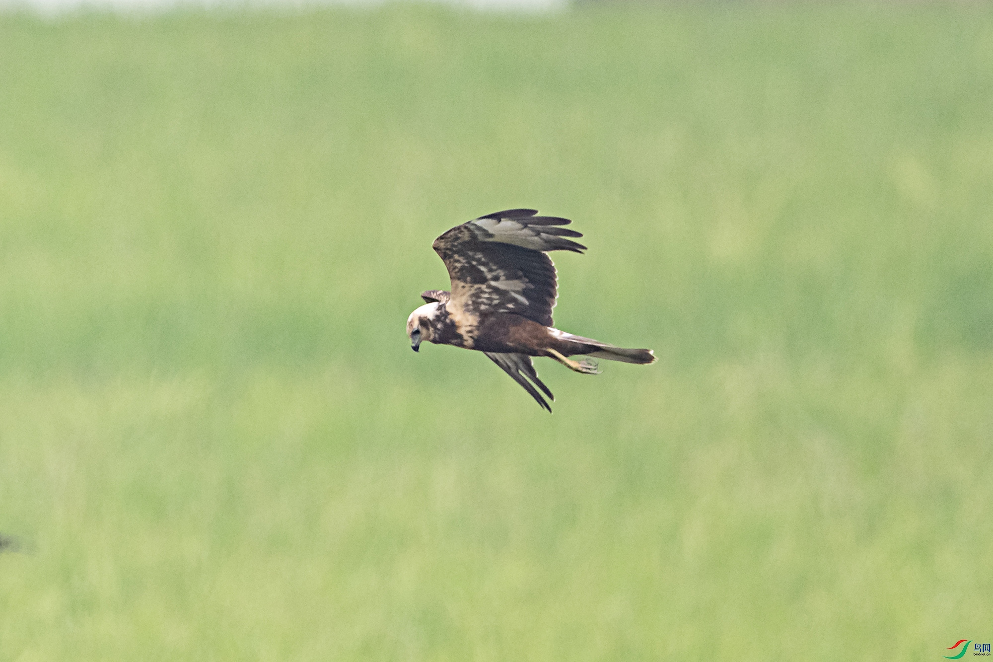 DSC_2984x.jpg