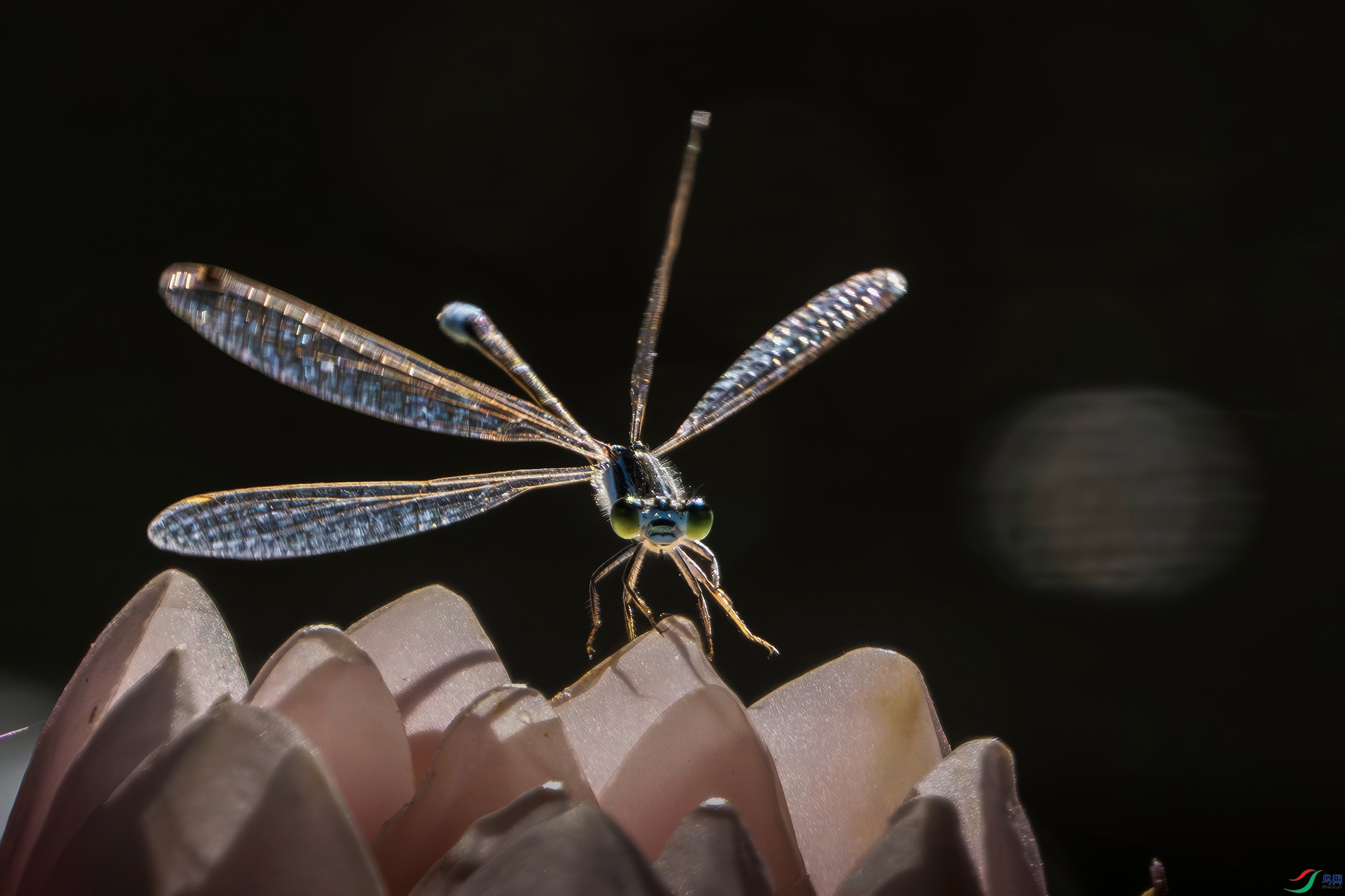 �����ڰ��ް�������ֲ��԰��