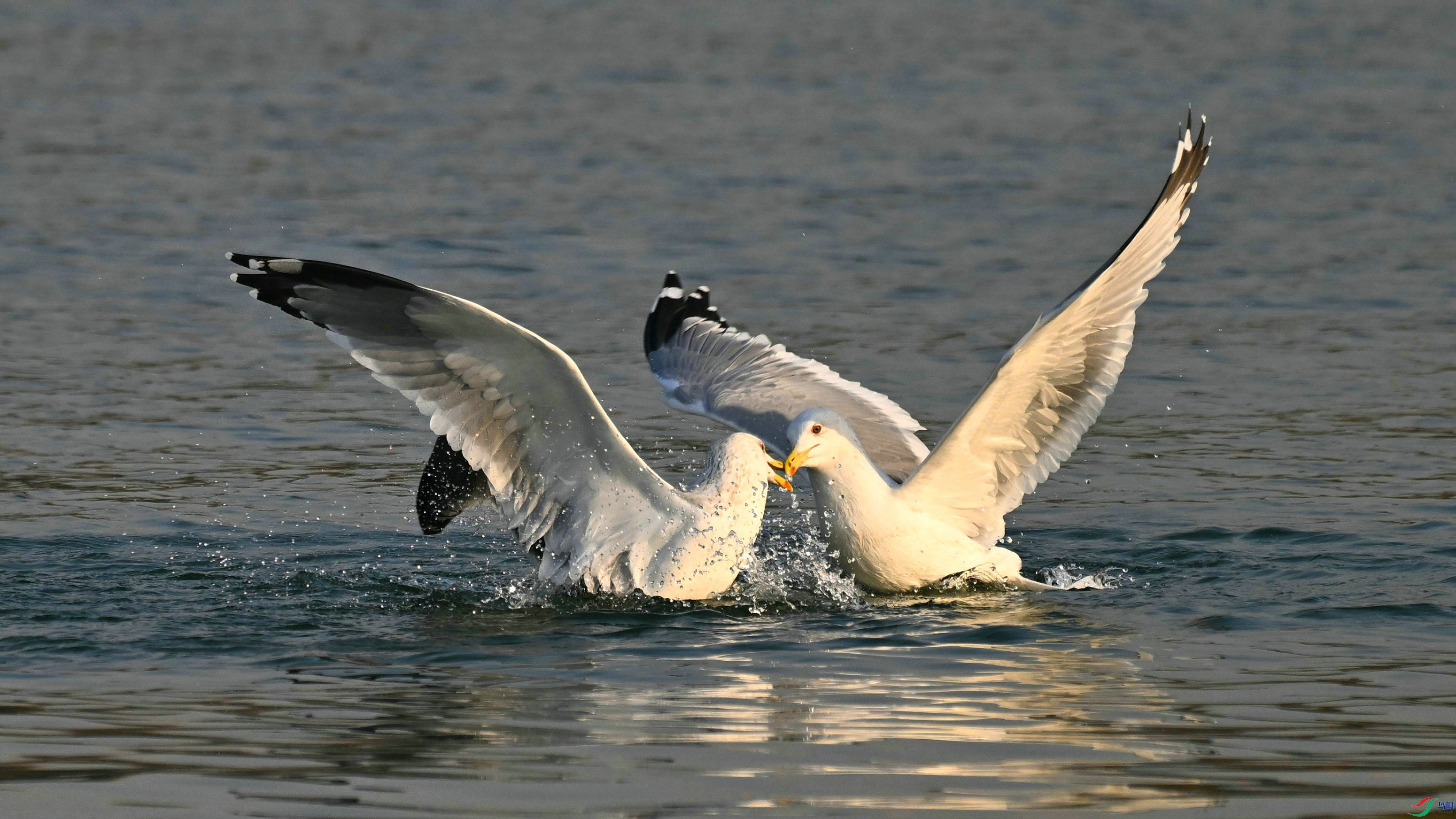 DSC_7124.JPG