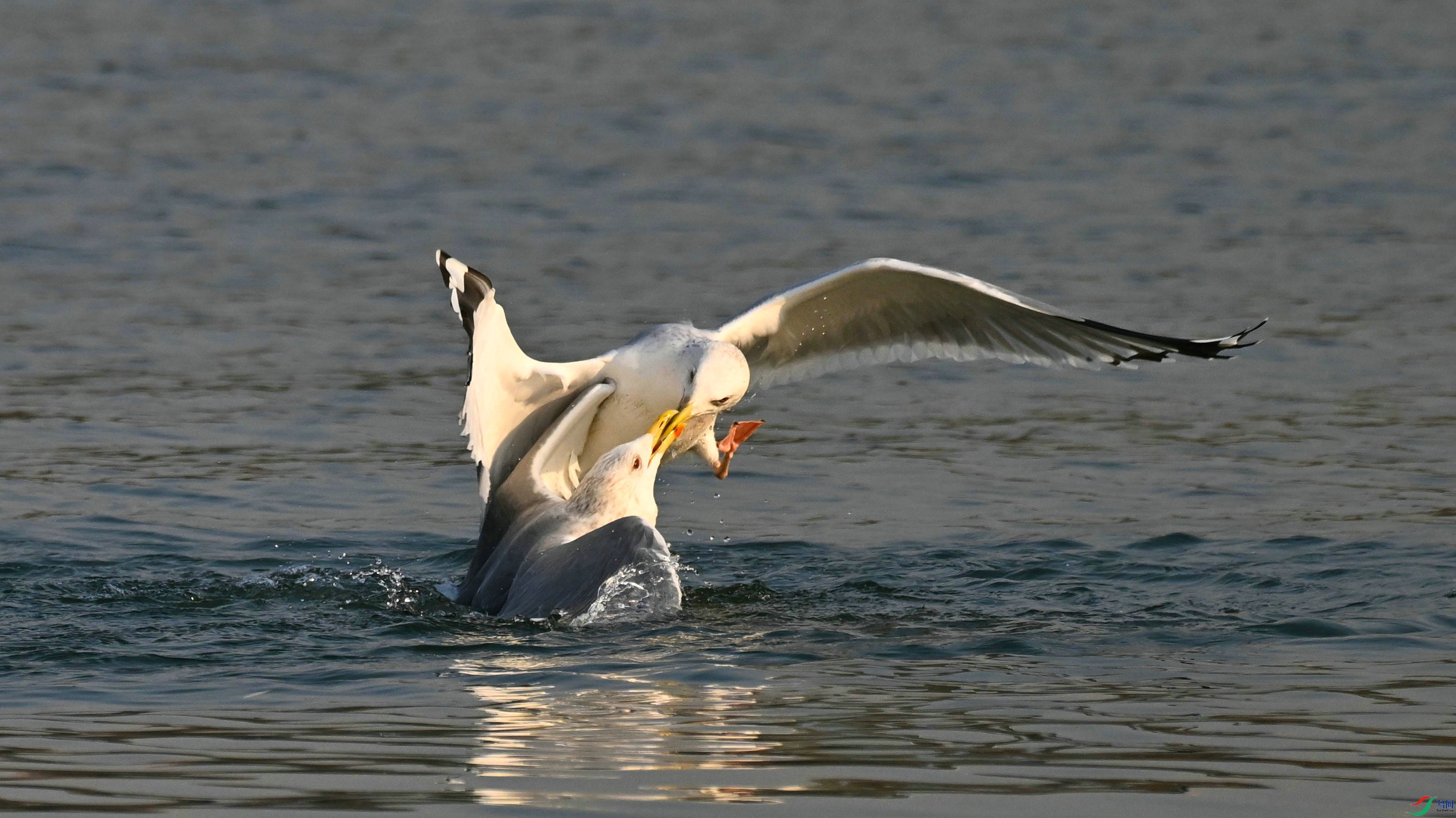 DSC_7120.JPG