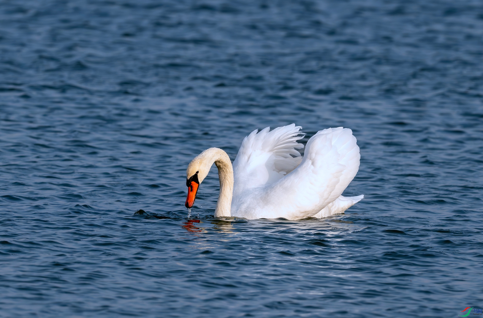DSC_9315-����ǿ-NR.jpg
