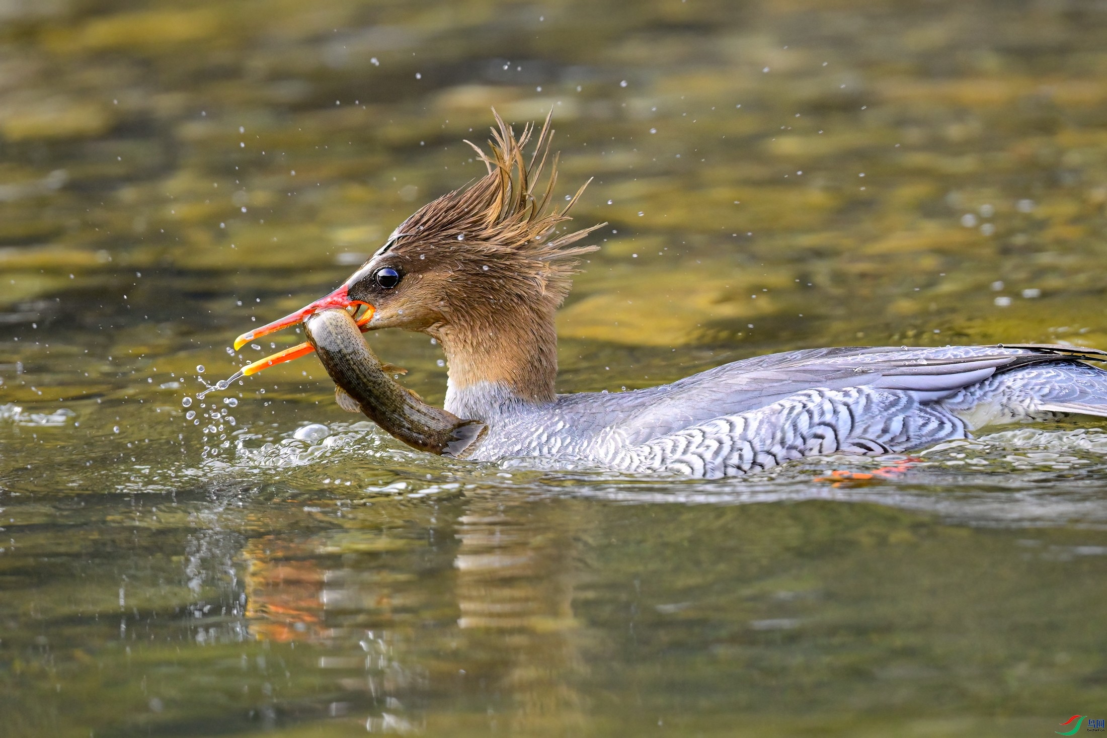 Compress2026-01-08 01_35_450.jpeg