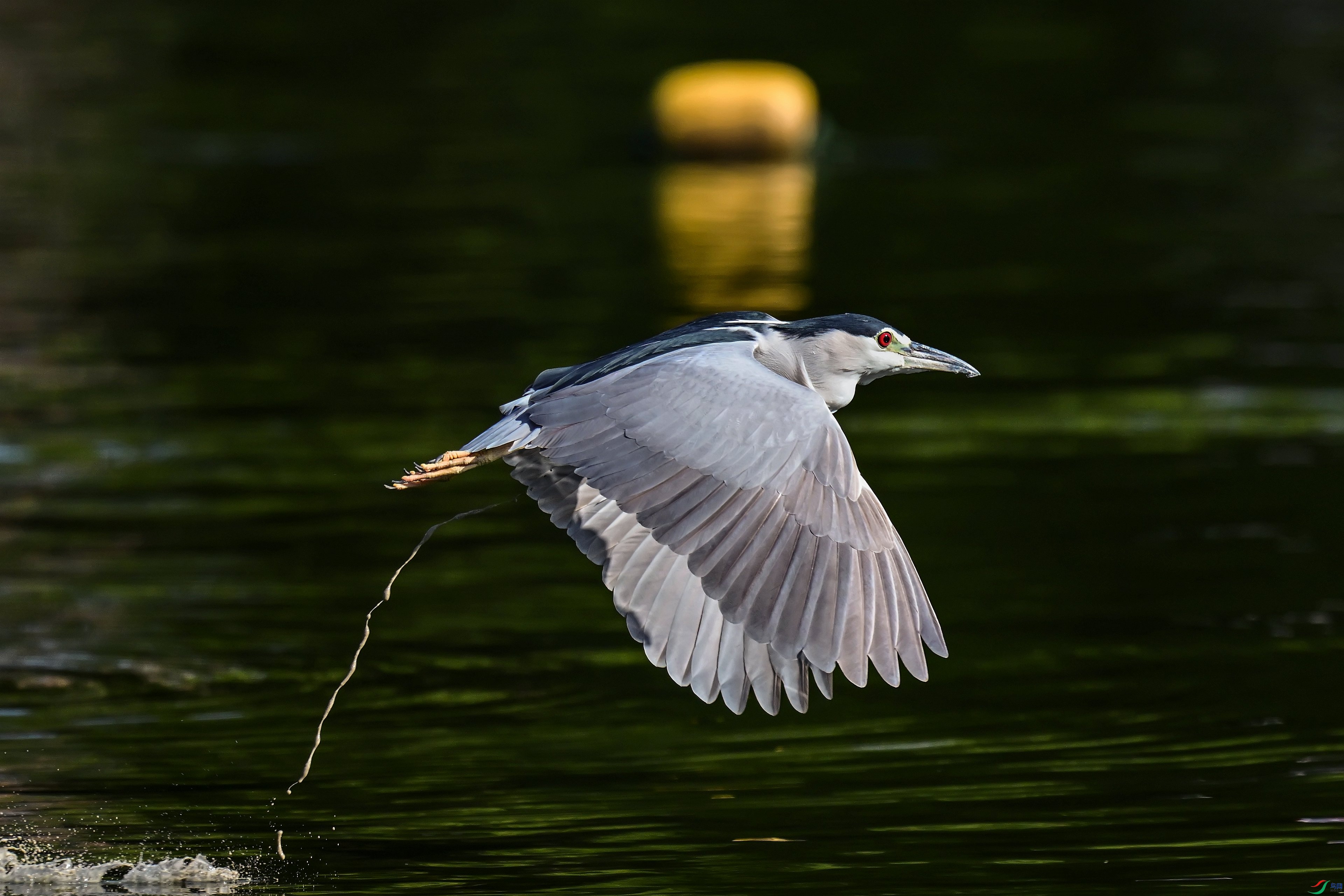 DSC_6142_����.jpg