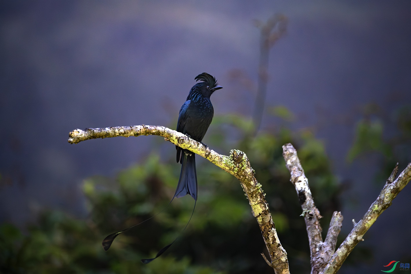 _DSC6005-����ǿ-NR ����.jpg