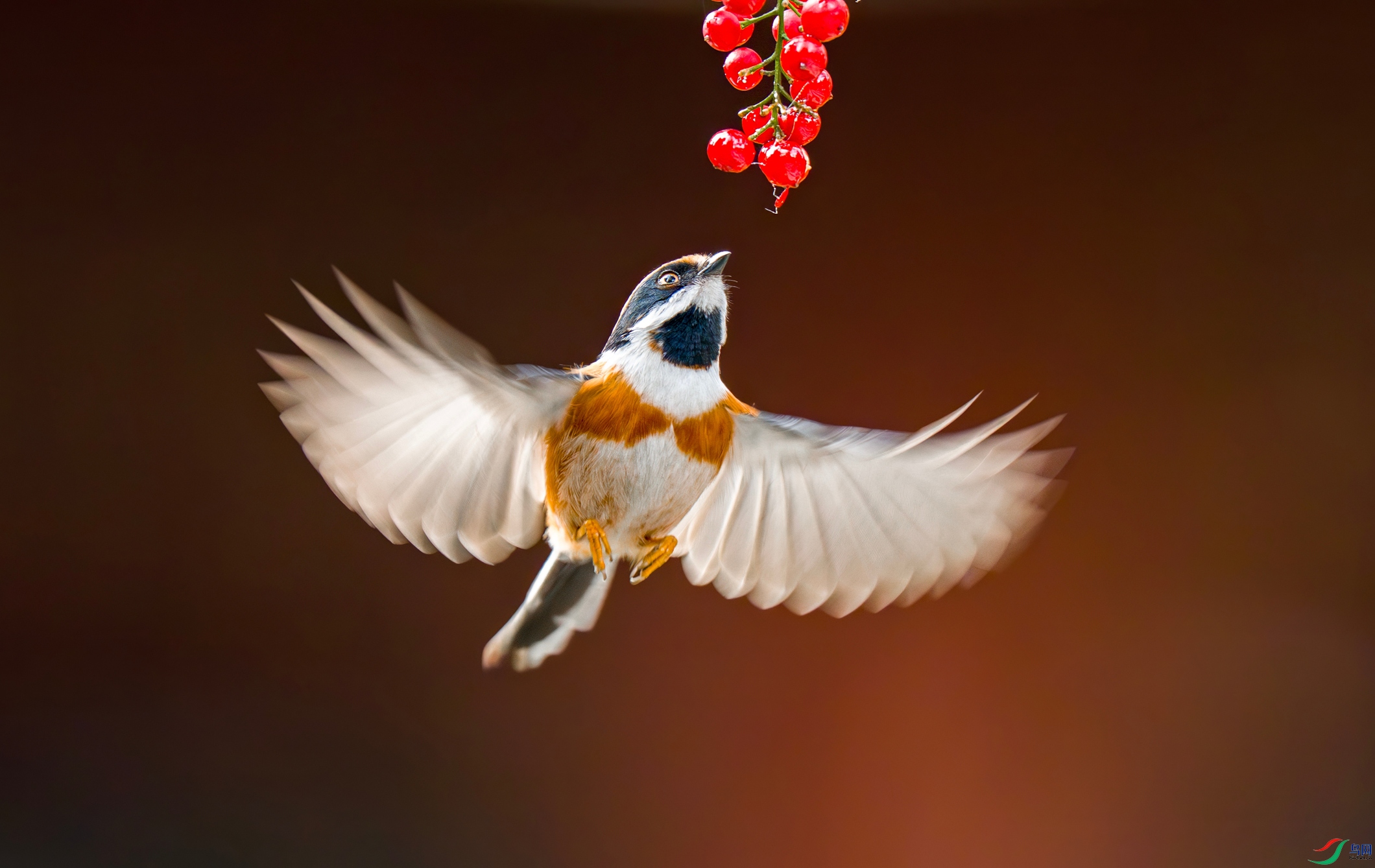 DSC01265 ����-topaz_����.jpg