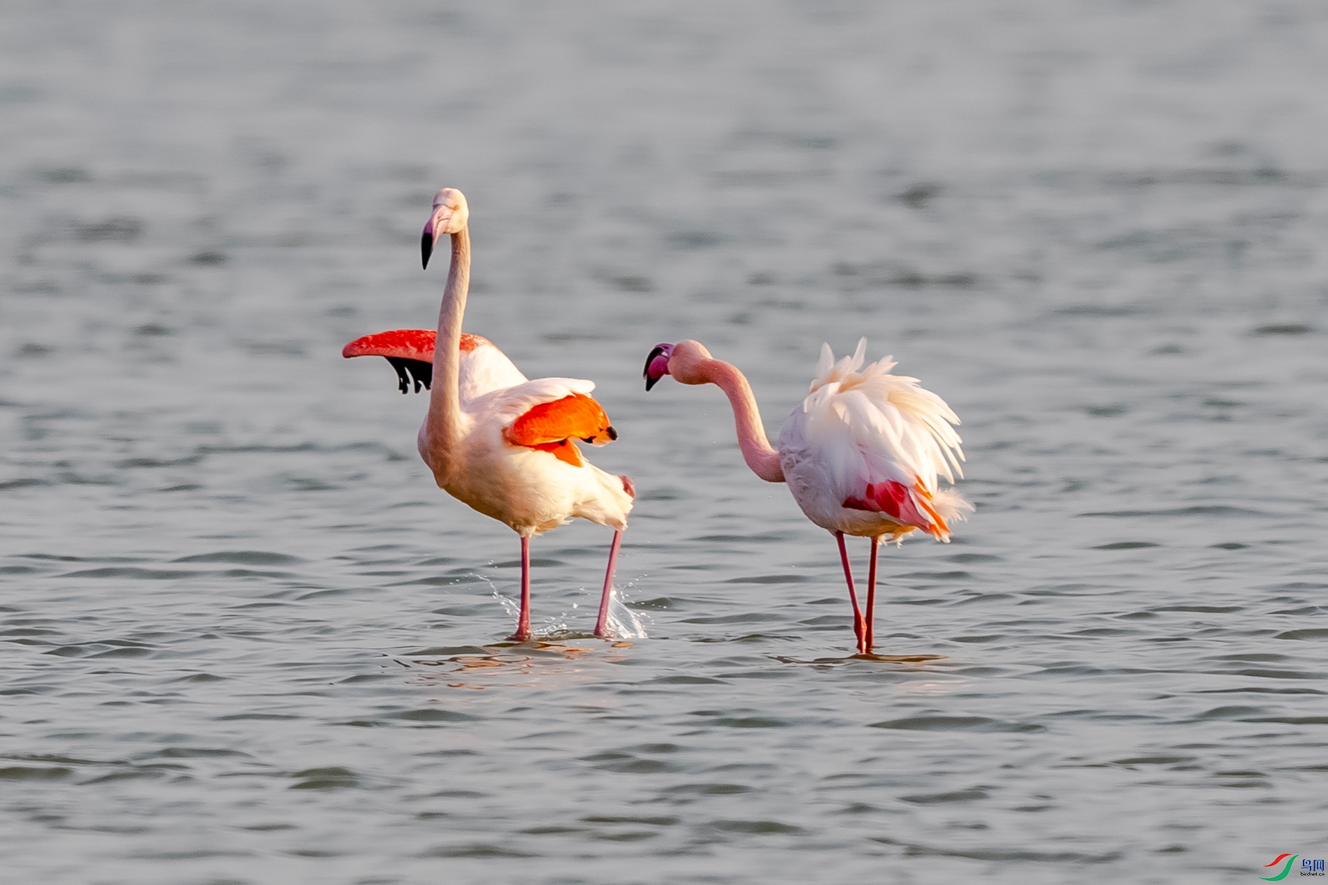 IMG_4894 ����.jpg