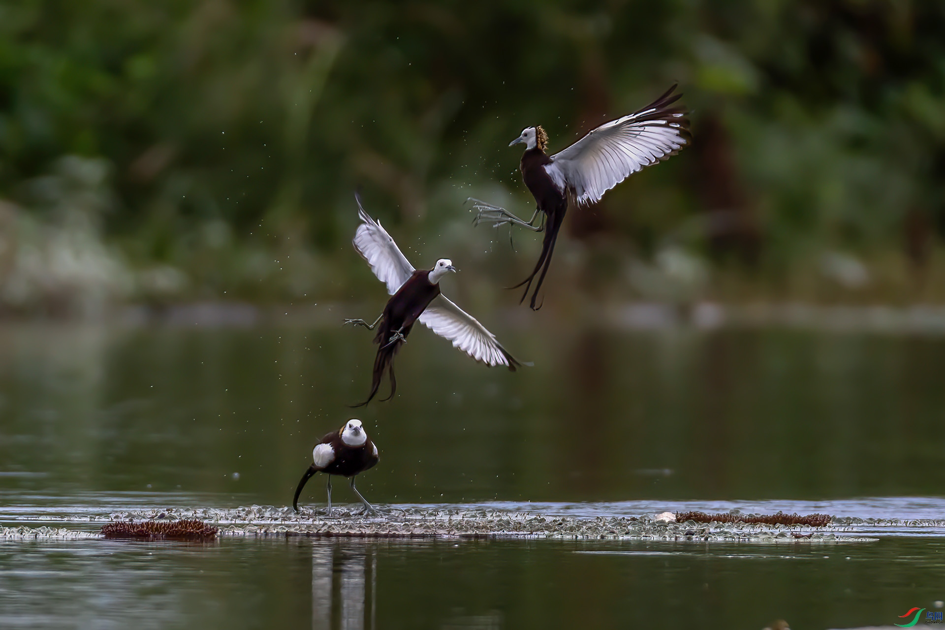 0N7A4147 ����-Sh-----33  .jpg