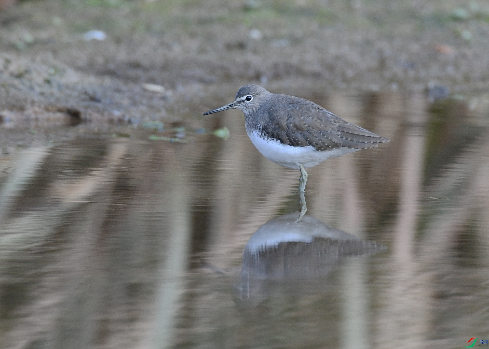 DSC_5336.jpg