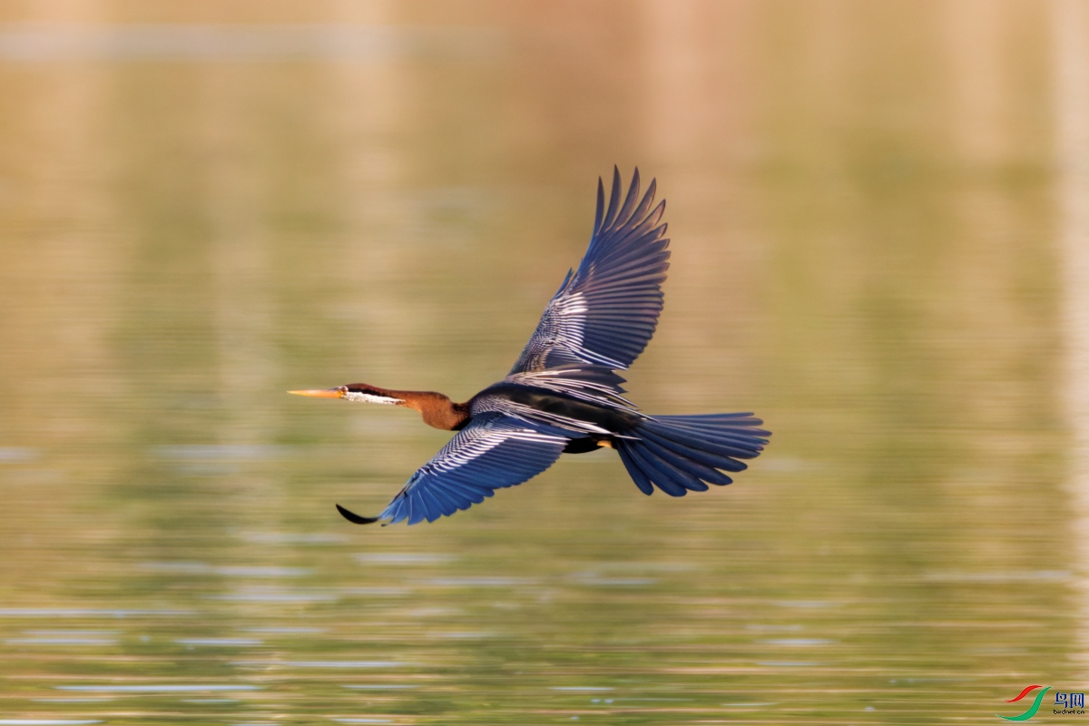 �ڸ�����