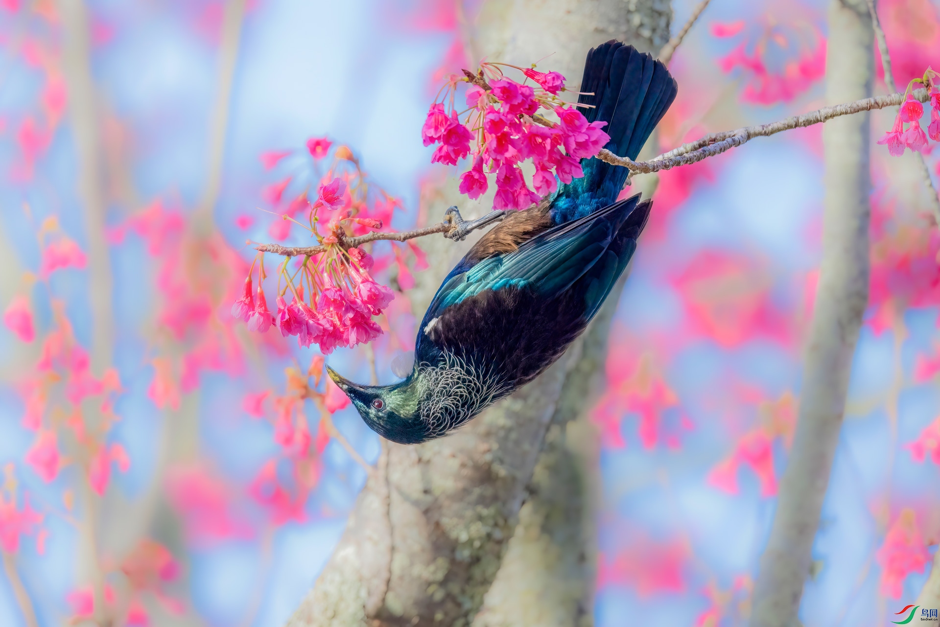 1P8A7765.jpg