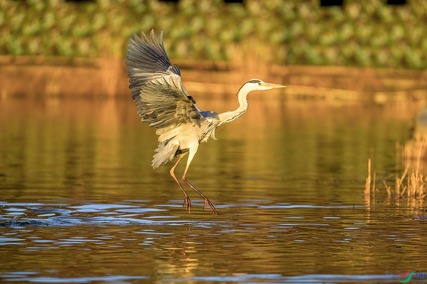 DSC_3264b.jpg