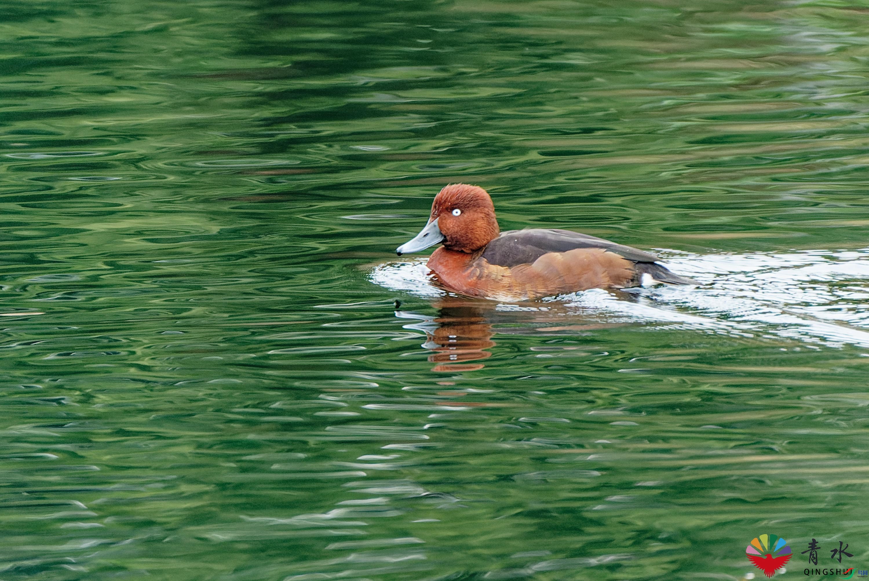 DSC02352_DxO.jpg