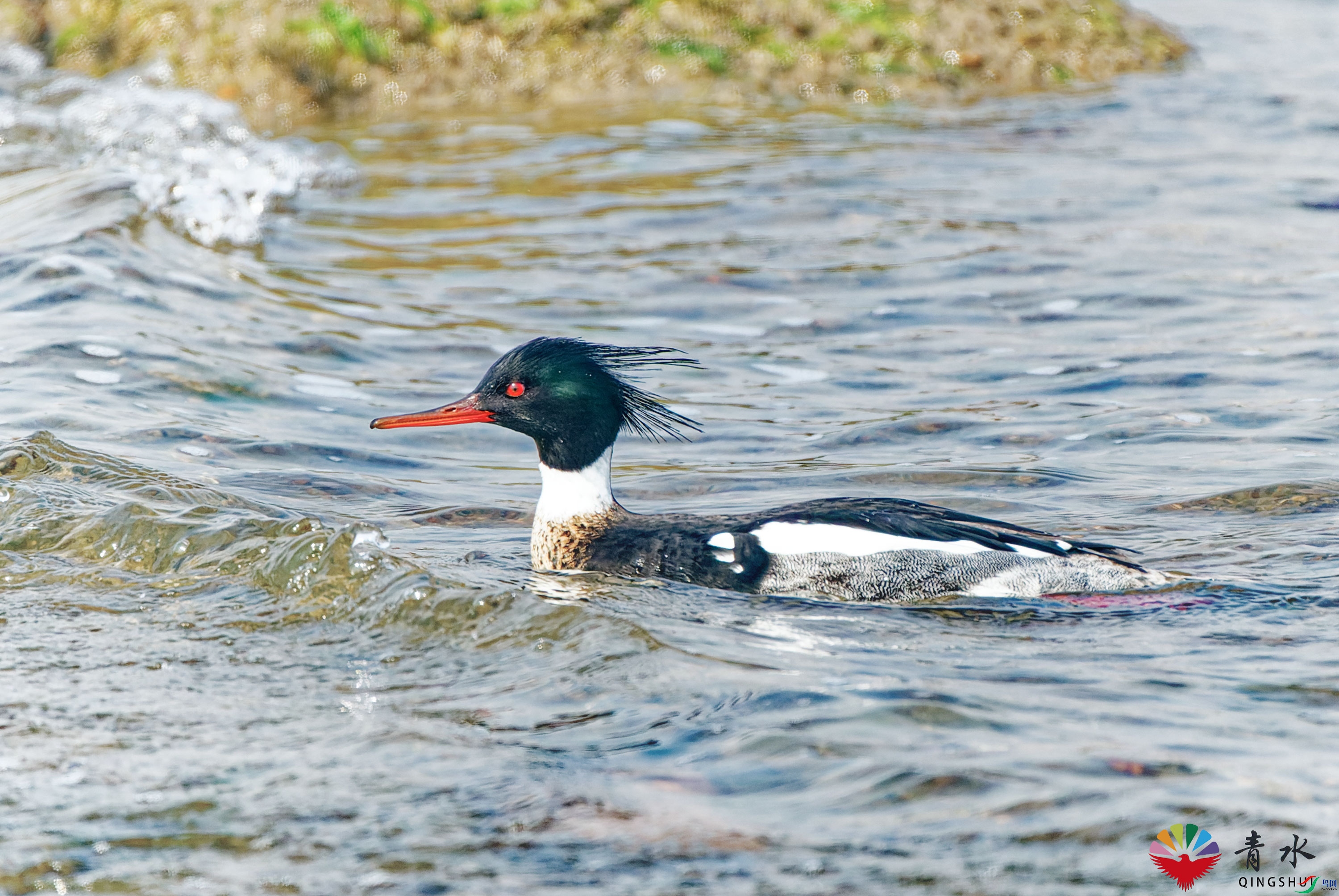 DSC09031_DxO.jpg