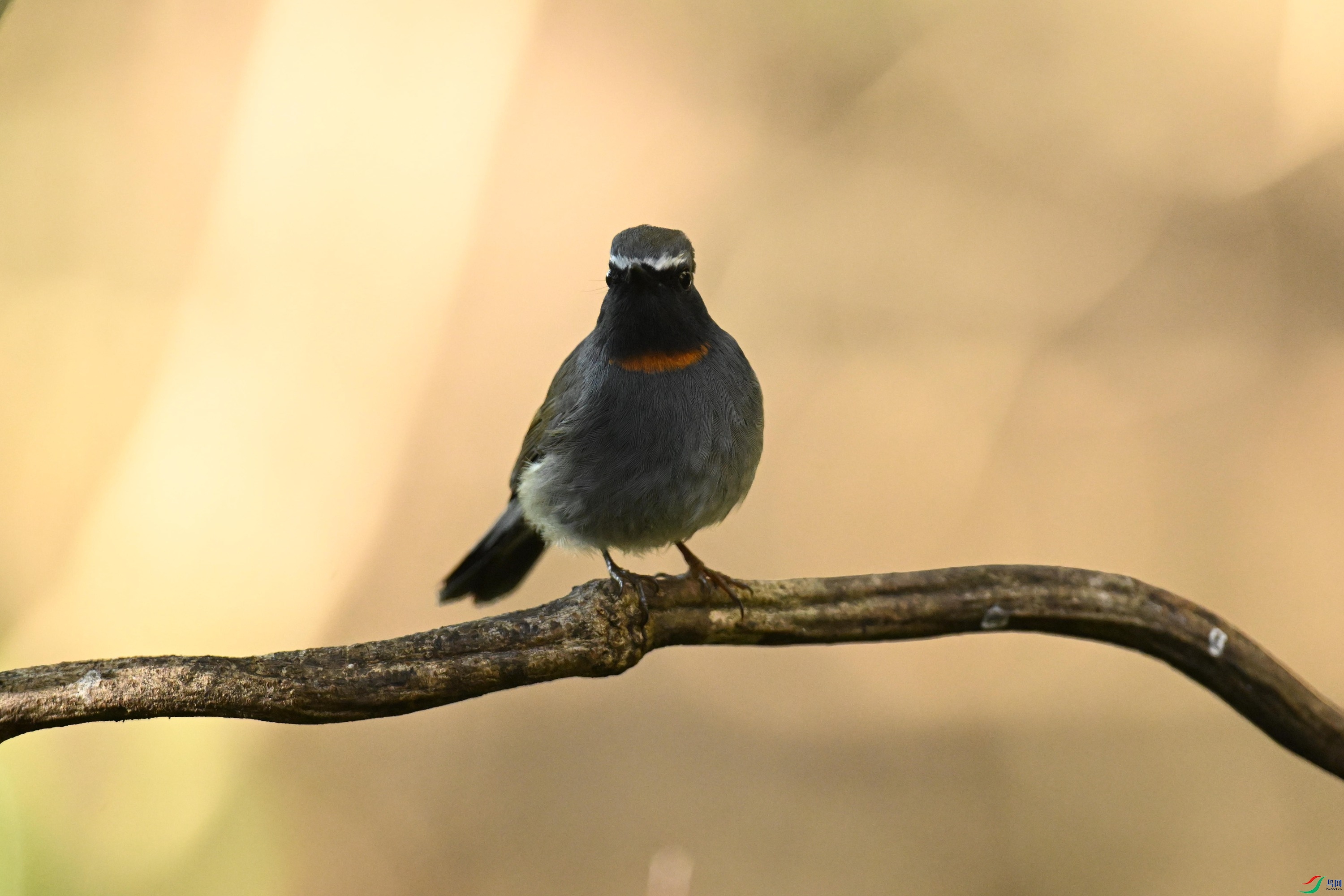 ���� (9).jpg