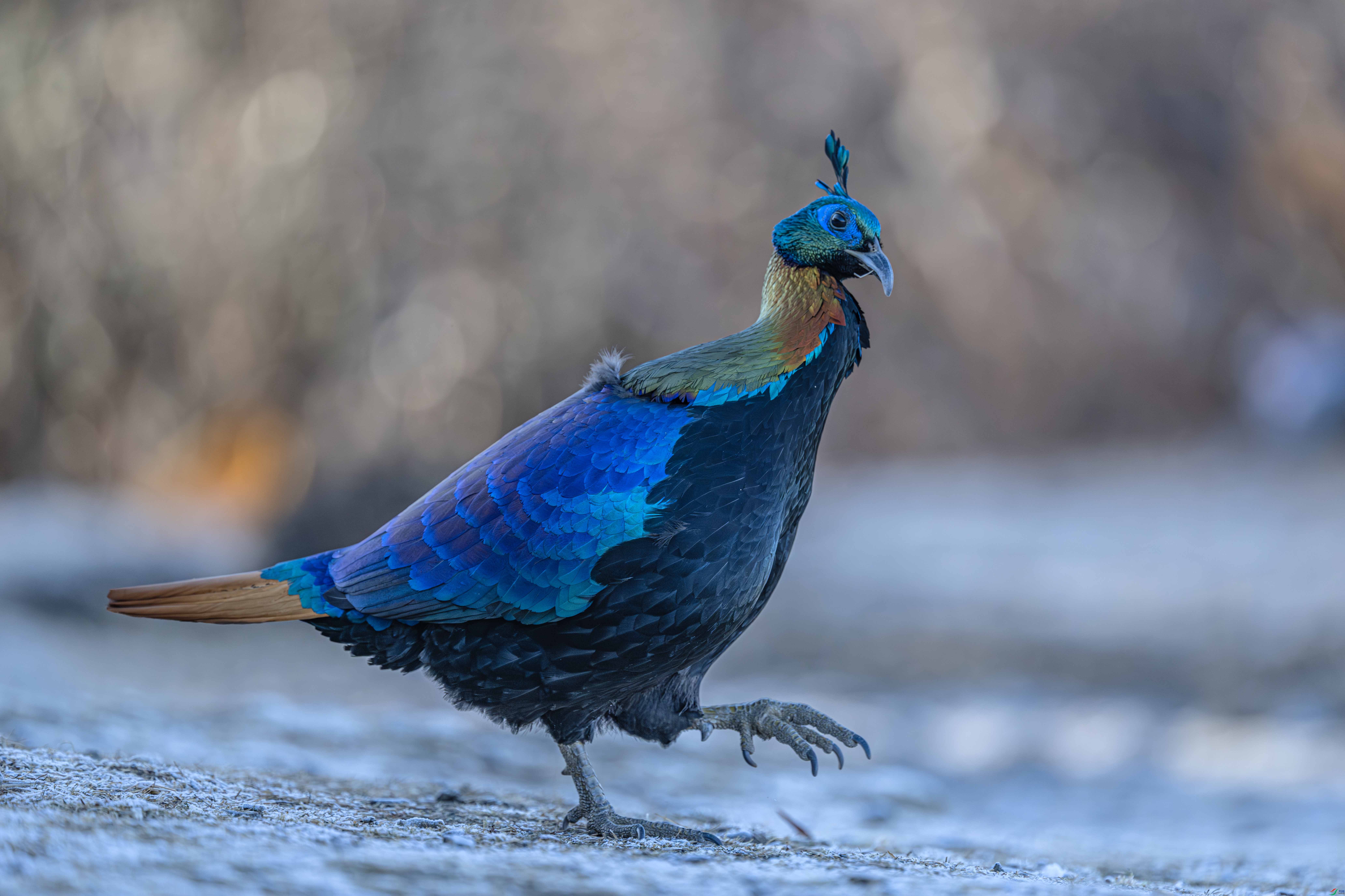 DSC_5428 ����.jpg