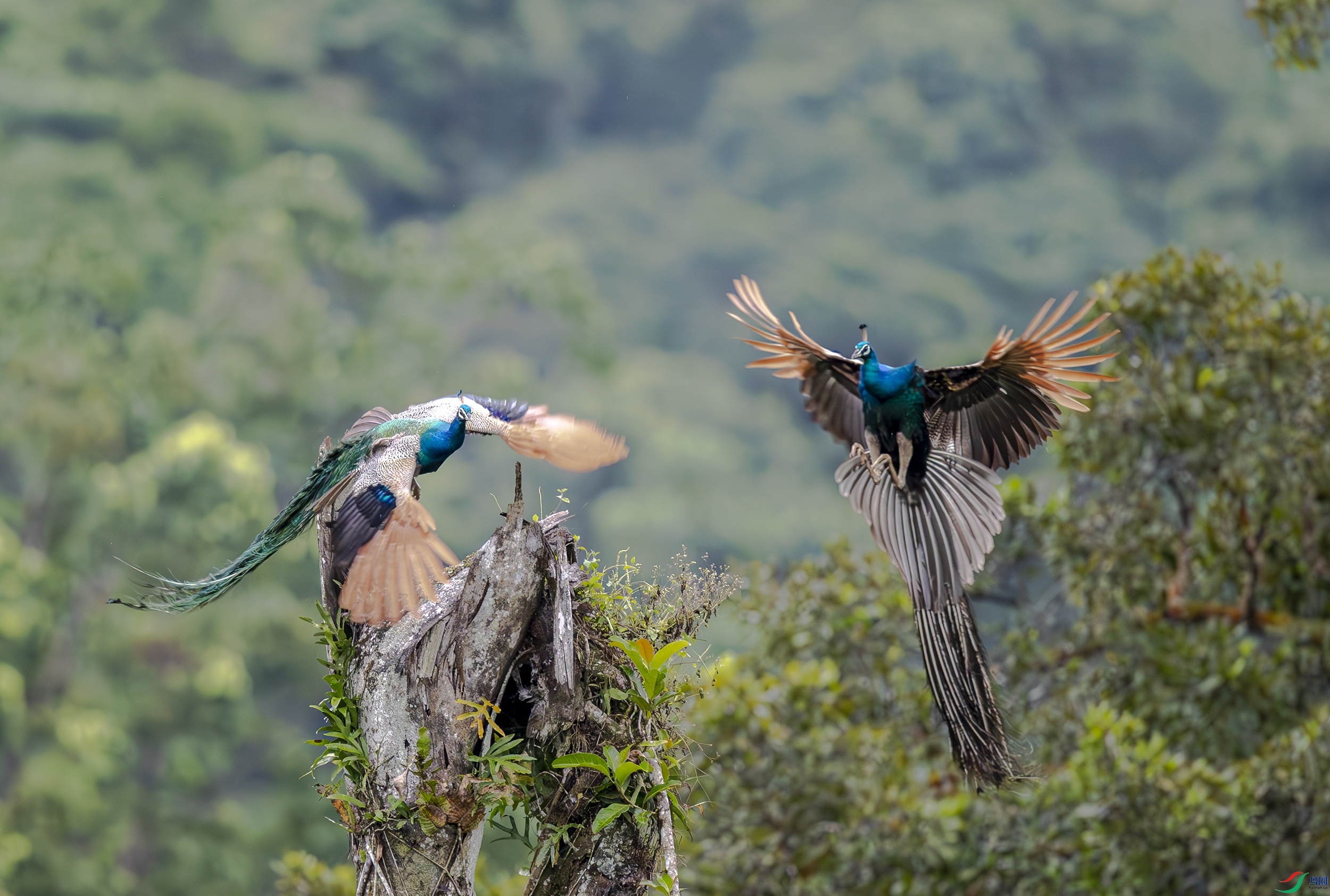 AC3I9878-����ǿ-NR ����.jpg