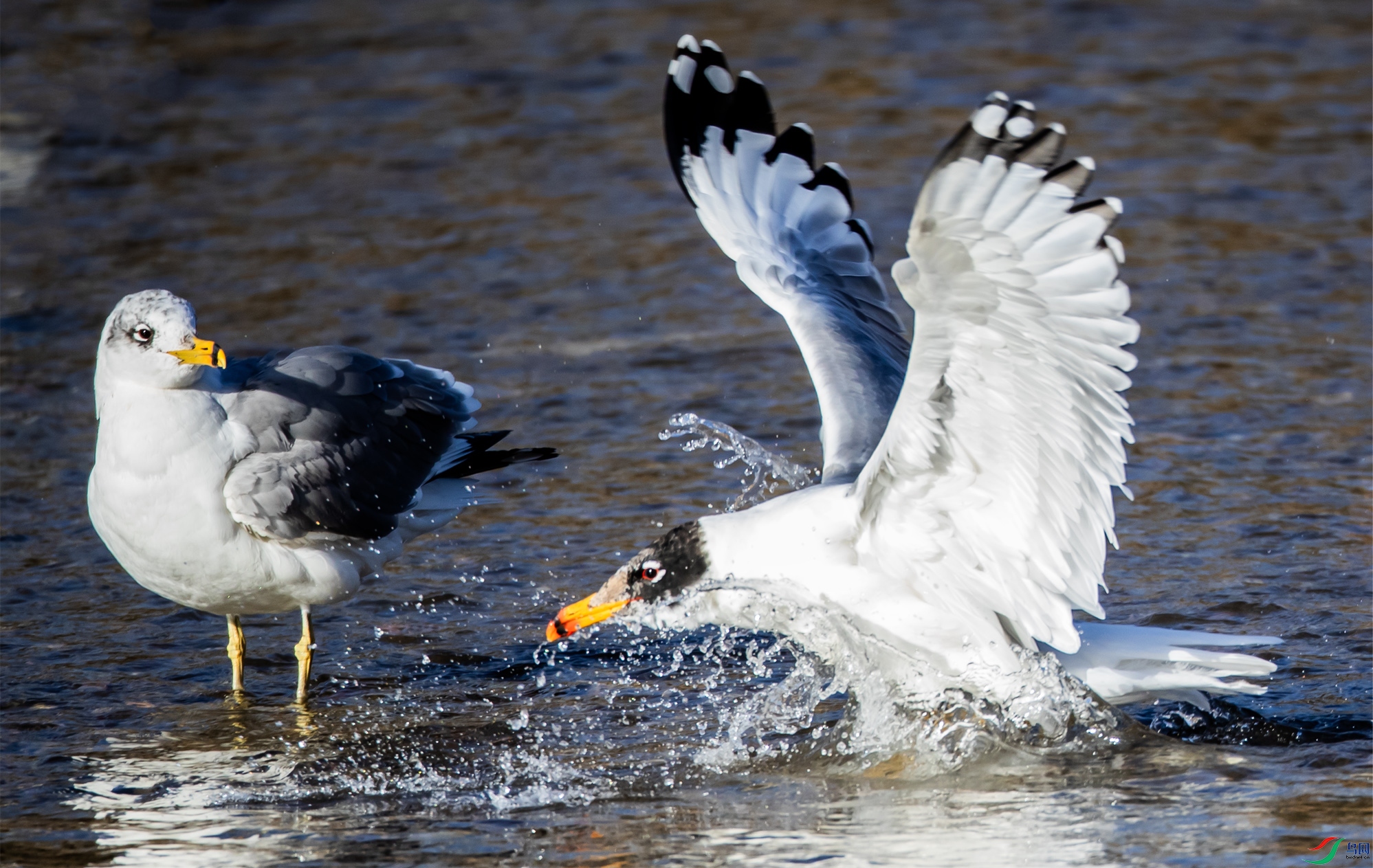 B26I8750 ��Ÿ001.jpg