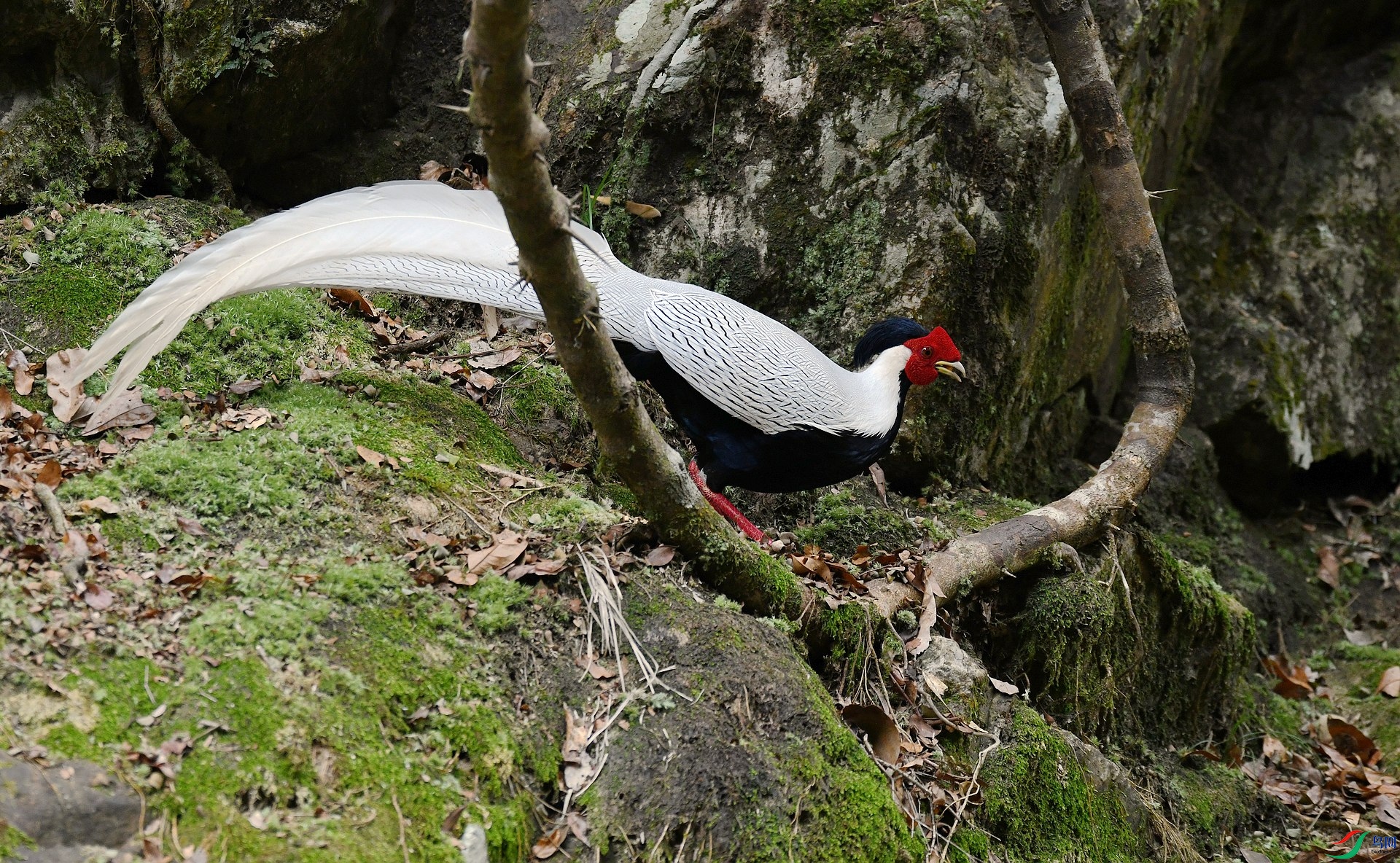 DSC_2110.jpg