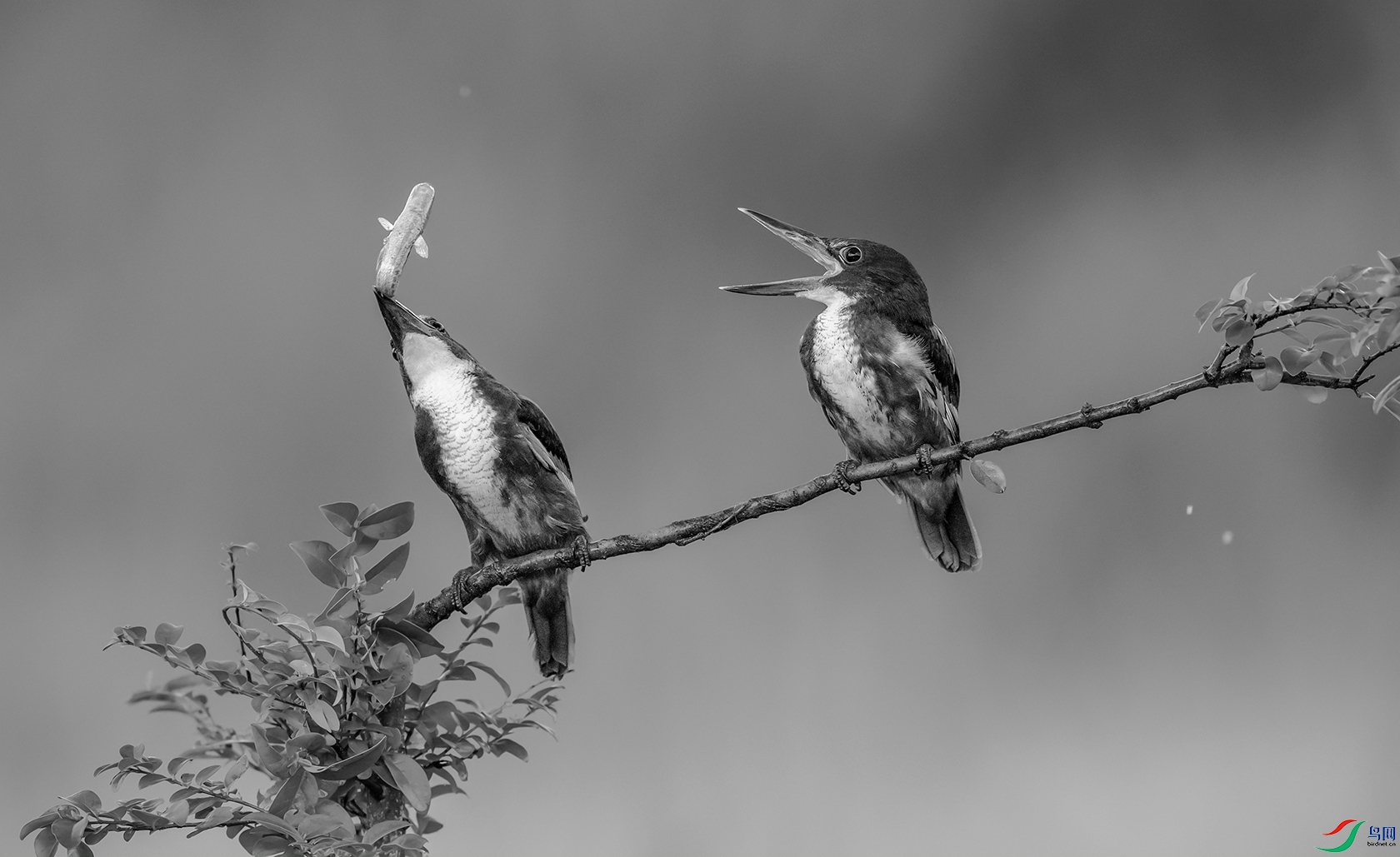 DSC_�������-1 - ���� -1.jpg