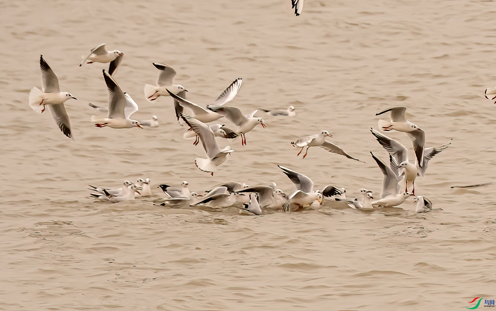 DSC_6292-1.jpg