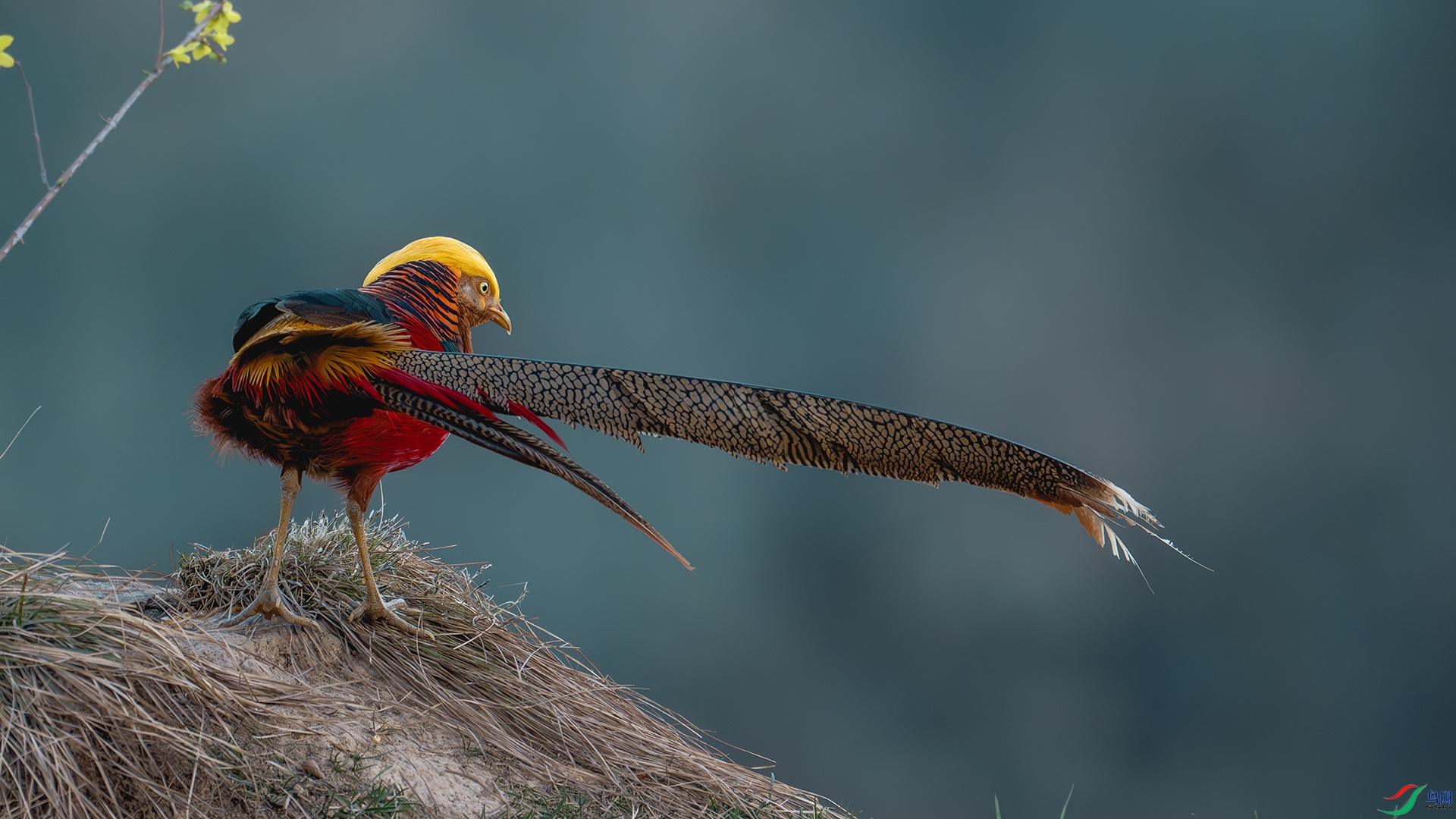 DSC_9442-����ǿ-NR ����.jpg