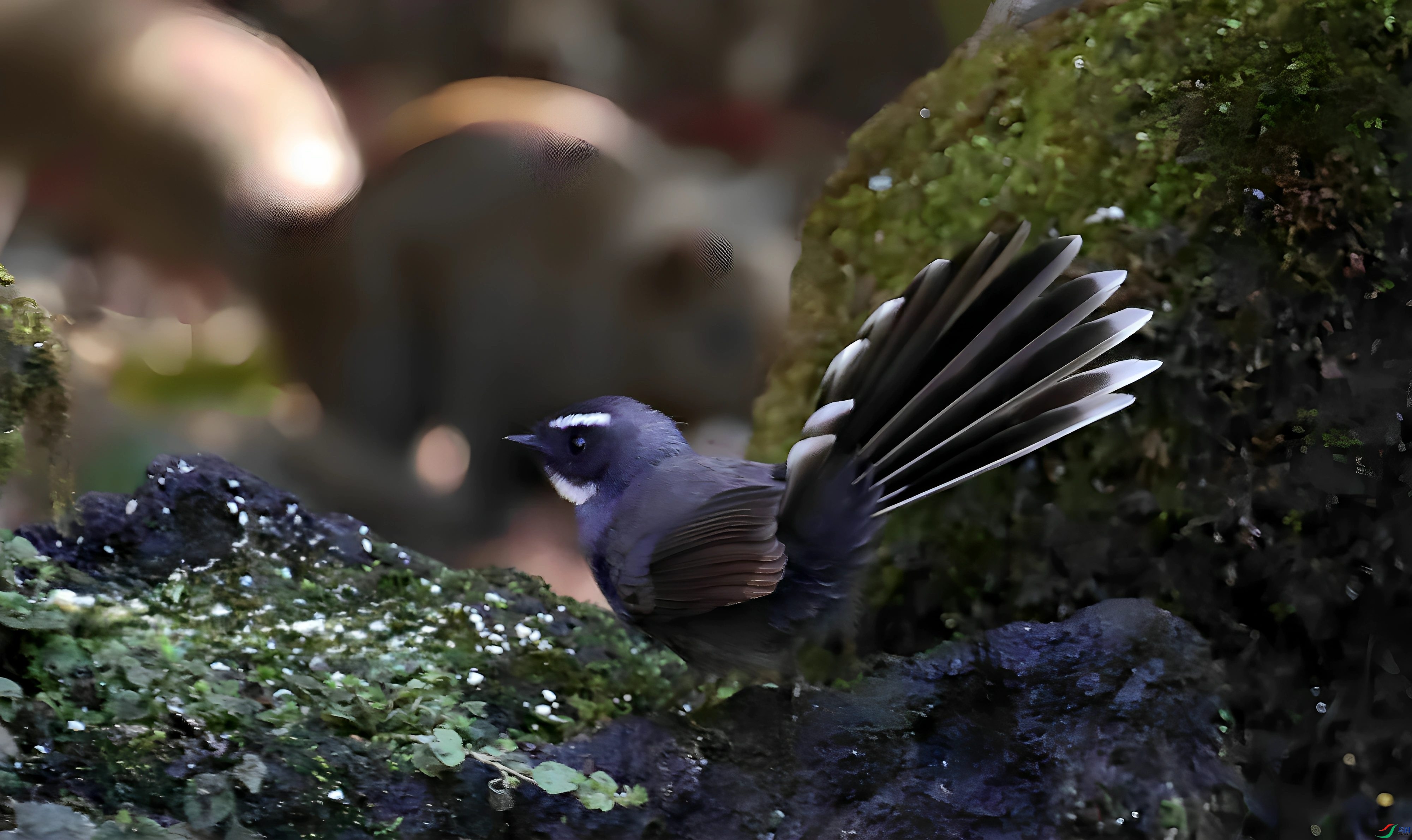 ������ë��