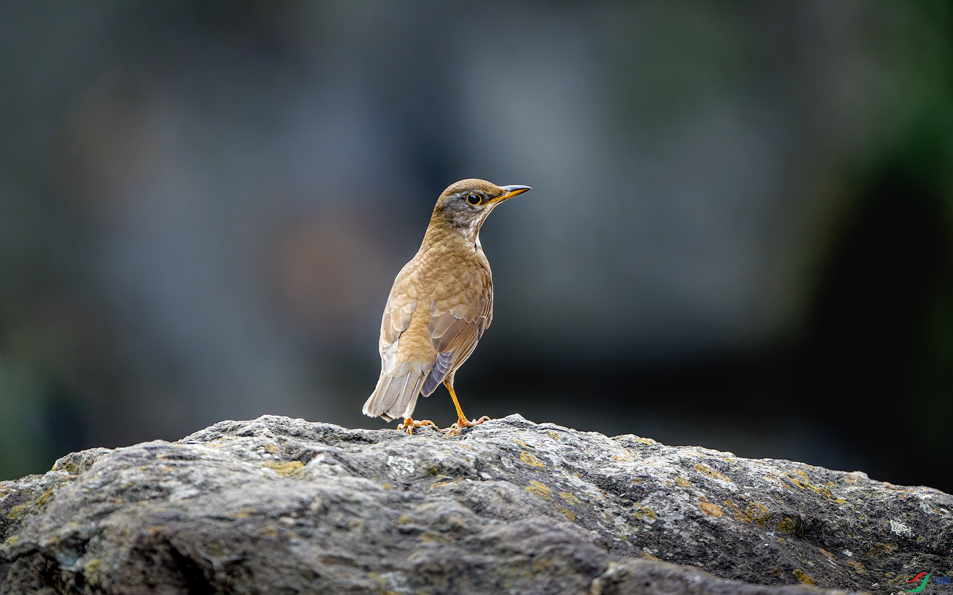 DSC_2756-����ǿ-NR ����.jpg