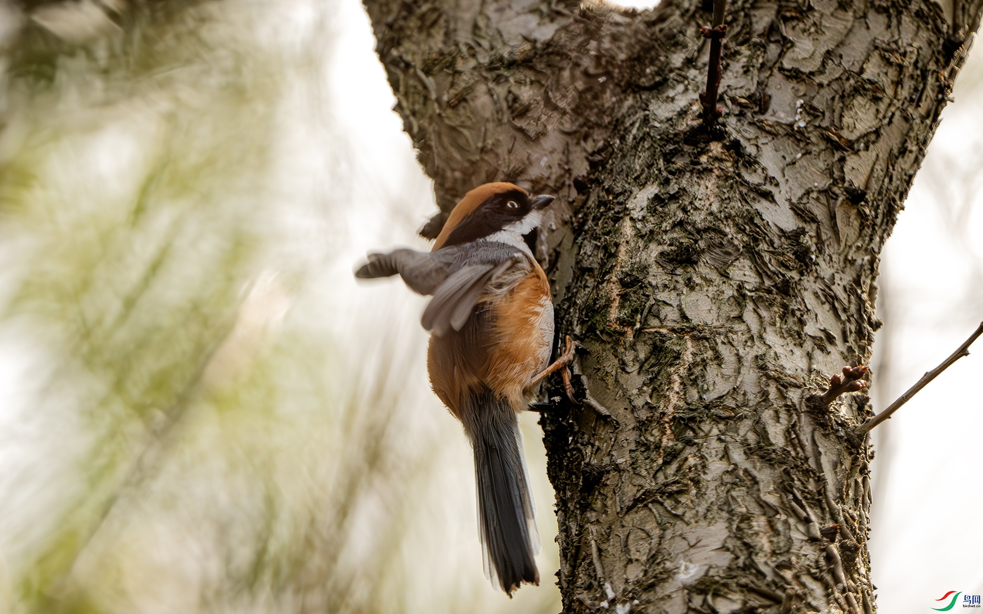 DSC_3311-����ǿ-NR ����.jpg