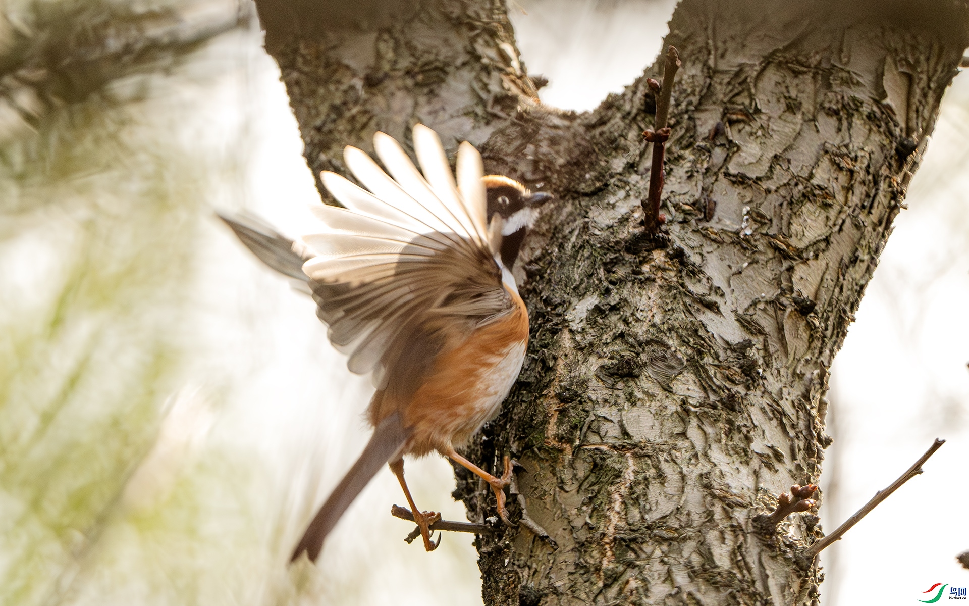 DSC_3312-����ǿ-NR ����.jpg