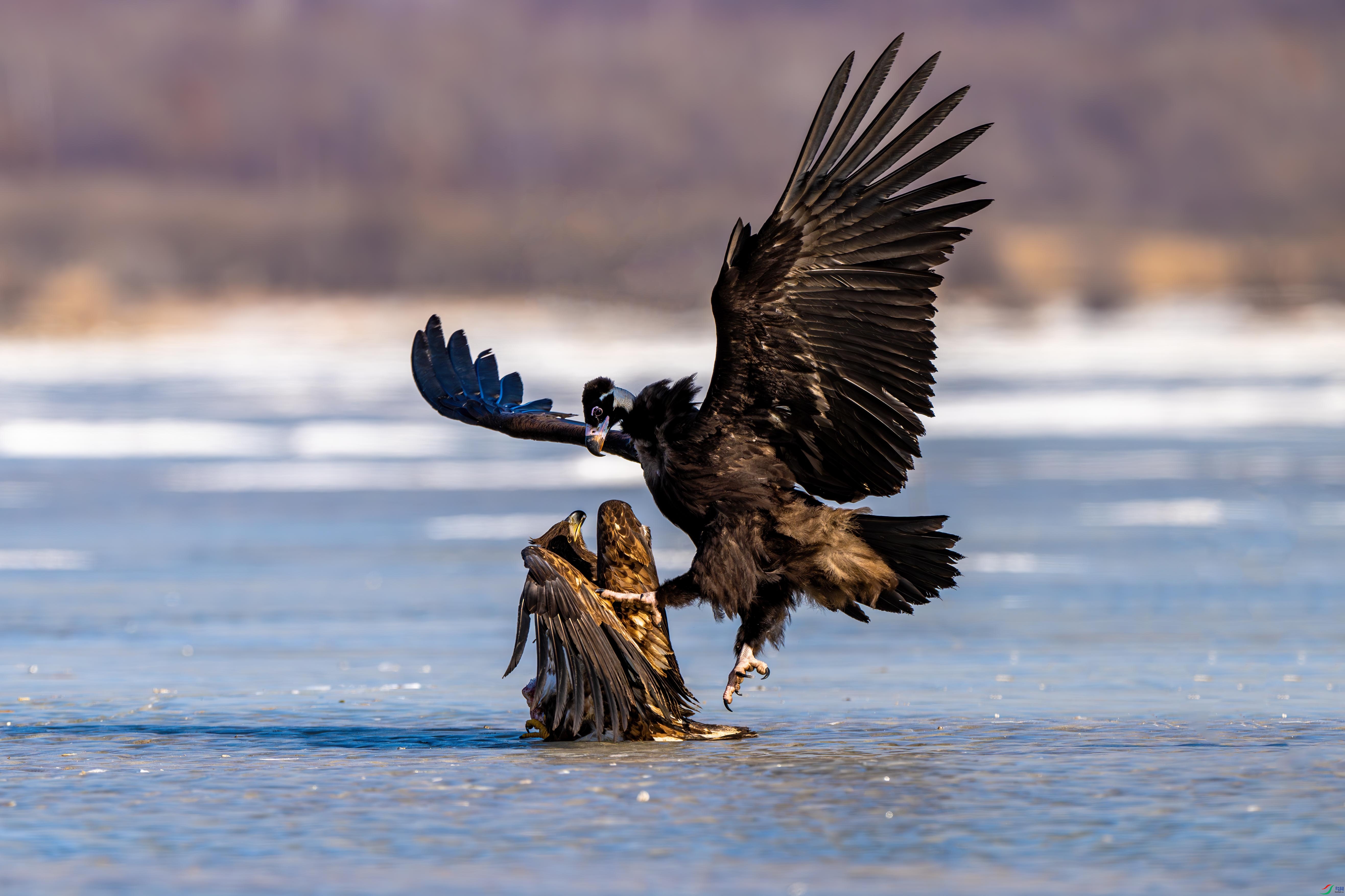 ������ѹ